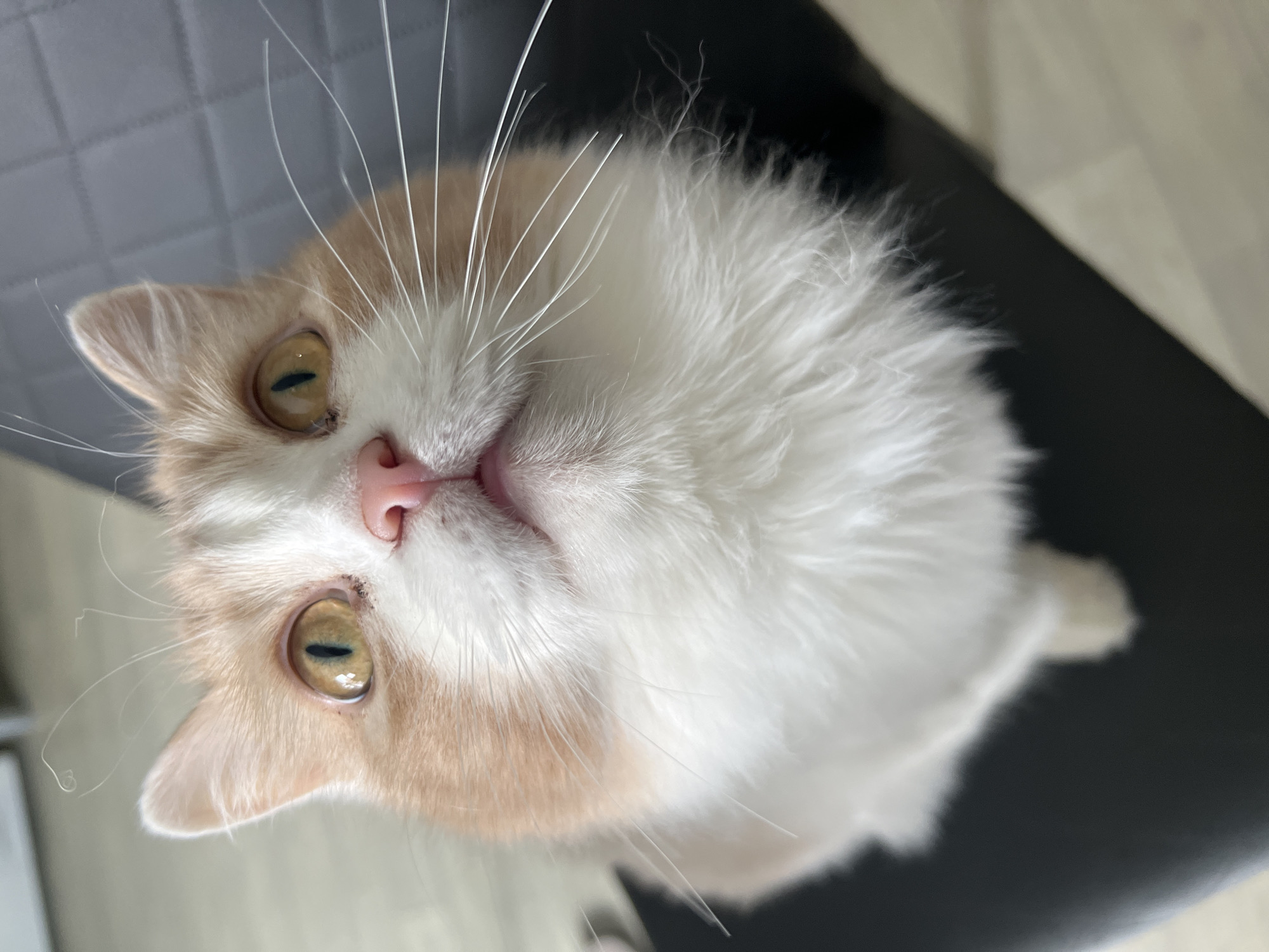 A close-up, high-angle view depicts a cat. The cat is a mix of white and light orange fur, with long white whiskers and yellow-green eyes. It has a pink nose. The background is a combination of gray and black, possibly a chair or a floor surface. The scene appears indoors. There is no specific information within the image to determine that the location is in the city of Tyumen, Russia.