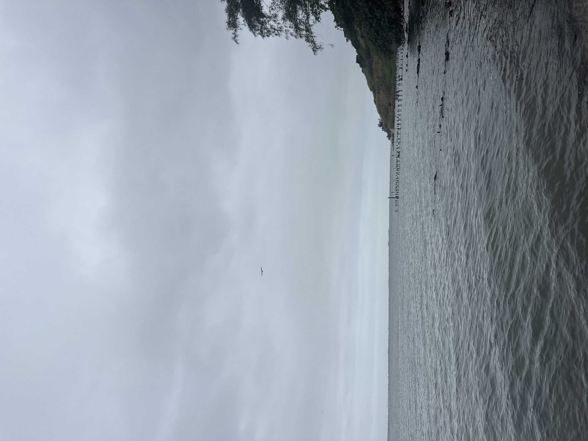 This is a wide-angle, full-shot photograph taken from a body of water, looking towards a shore under an overcast sky. The foreground is dominated by the dark, rippling surface of the water, with some submerged rocks or debris visible closer to the shore on the right. The middle ground features a long line of weathered wooden pilings in the water, extending from the right side of the frame towards the left. Behind the pilings, a low, grassy hill slopes upwards, covered in sparse vegetation and some trees, notably a large tree with drooping branches on the far right. A distant shoreline with a few structures is visible on the horizon. The sky is uniformly grey and cloudy, with a single bird in silhouette flying in the upper left quadrant of the sky. The scene appears to be a natural coastal environment, possibly a bay or inlet, in São Pedro da Aldeia, Brazil, likely a calm day with minimal wave action.
