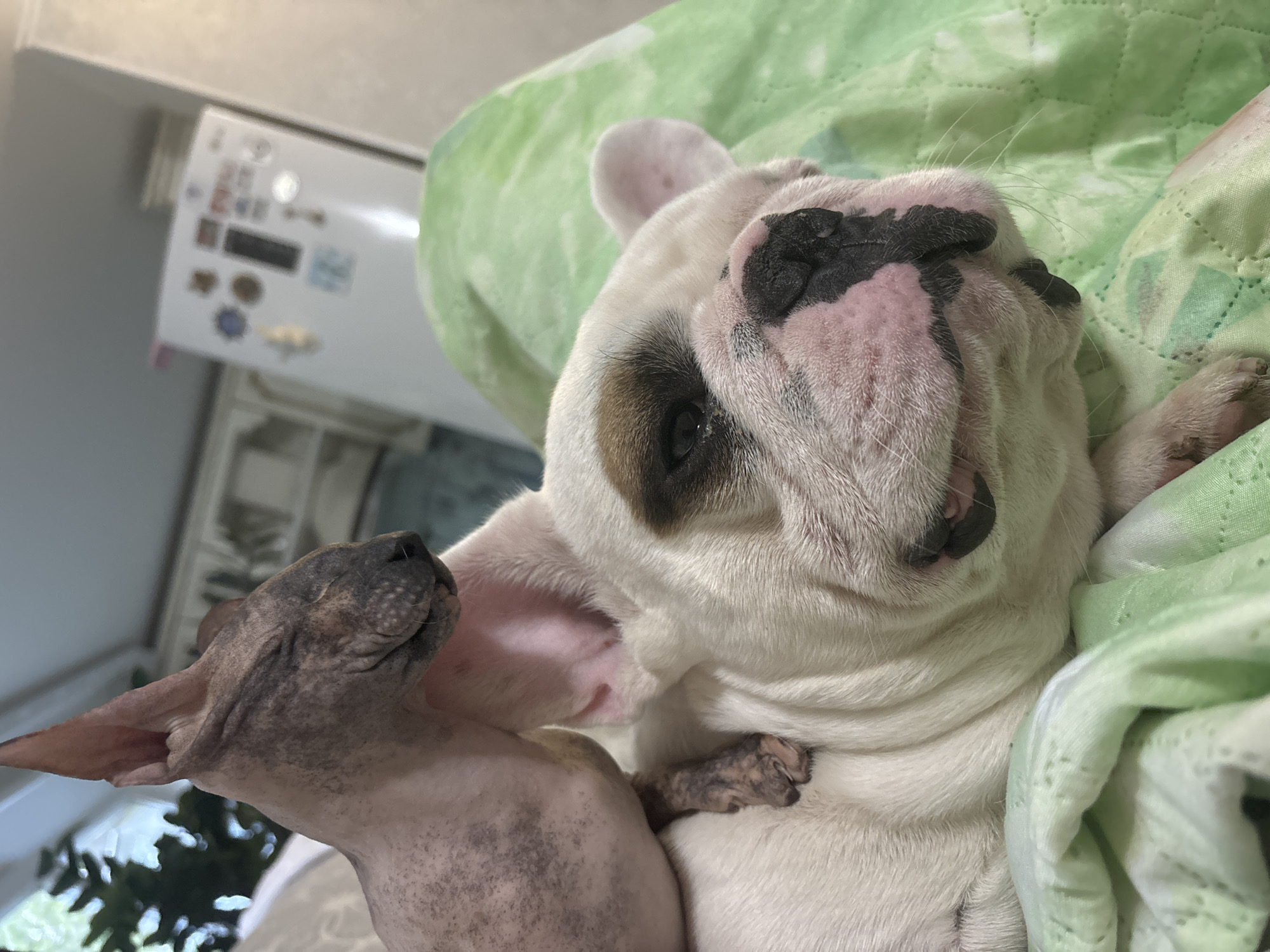 A hairless cat is resting on the back of a white French Bulldog. The cat's eyes are closed, and its skin has a mottled appearance with patches of grey and pink. Its paws are resting on the dog's back. The French Bulldog is lying on a green patterned blanket, with its head turned to the right. The dog has a white coat with brown markings around its eyes and ears, and a black nose with pink skin around it. The background is blurred, showing a refrigerator and some shelving units. The image appears to be taken indoors, possibly in a residential setting. There is no indication of the location being in the city of Chaikovsky, Russia.