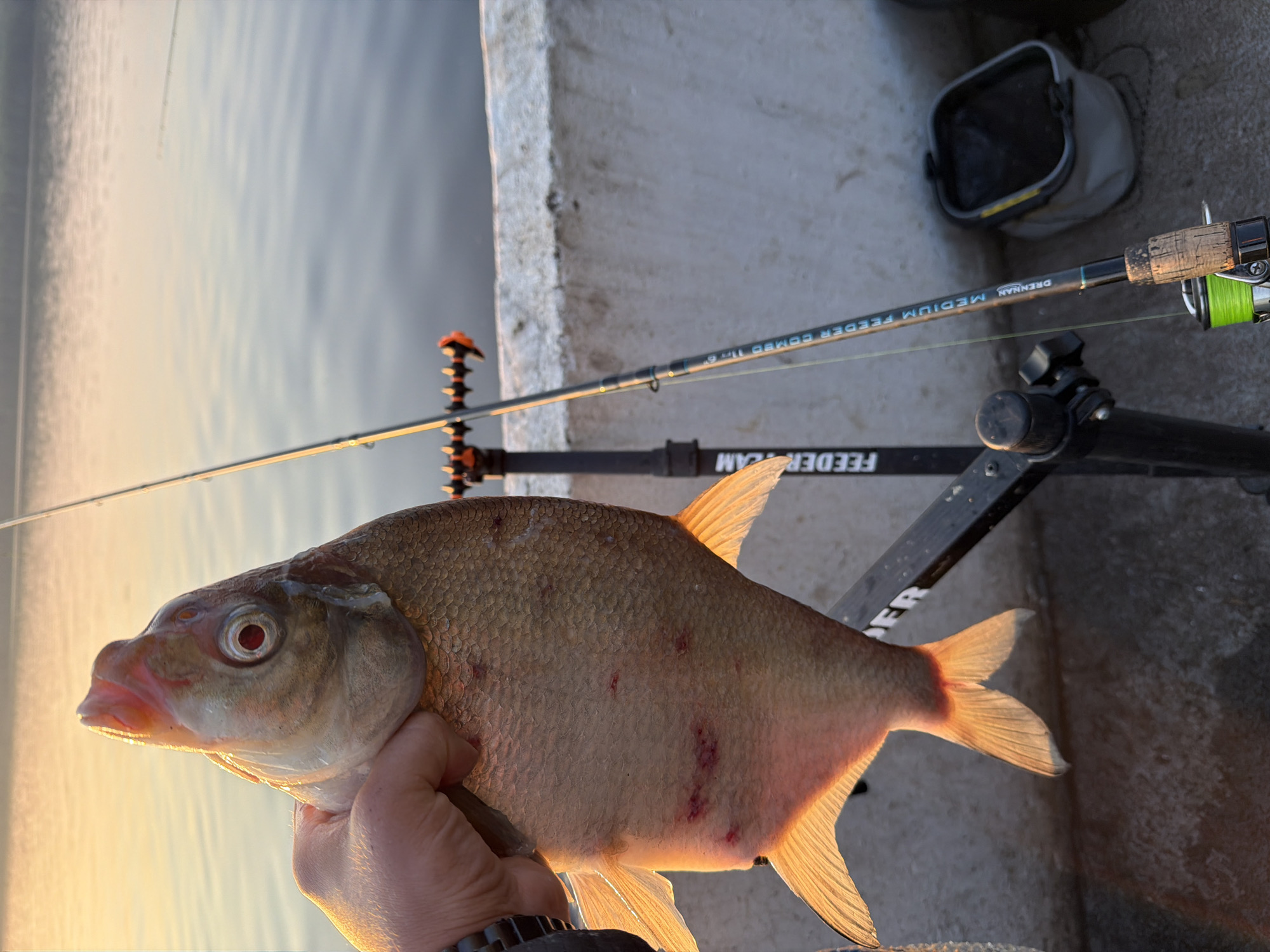A close-up, vertical shot shows a person's hand holding a freshly caught fish with scales and reddish abrasions on its body. The fish is positioned in the foreground, with its head angled upwards, revealing its large eye and open mouth. Behind the fish, a fishing rod is visible, resting on a black rod stand with orange accents. The rod has text on it that appears to read "DRENNAN MEDIUM FEEDER COMBO 11'6". A small grey bucket with a yellow rim is situated to the right of the rod stand. The background consists of a calm body of water, likely a river or lake, reflecting the soft glow of the setting sun, which casts a warm, golden light over the scene. The environment appears to be outdoors, near a concrete embankment, suggestive of a fishing spot. The location is Chaikovsky, Russia.