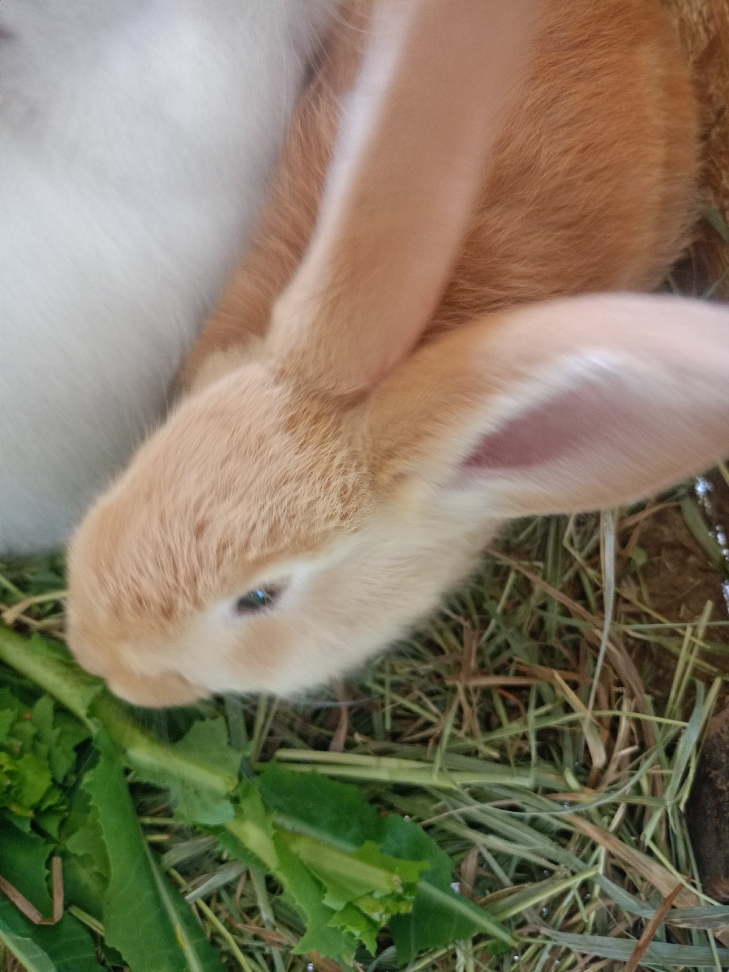 An orange-brown rabbit is captured mid-meal, its head lowered to a pile of fresh green leafy vegetables, likely lettuce, which it is actively consuming. Its soft fur is light orange-brown, with a distinct eye visible on the left side of its head, featuring a dark pupil and a subtle blueish reflection. One ear is partially visible on the right side of its head, revealing a pinkish-red interior.
In the upper left quadrant of the image, the blurred white fur of what appears to be another animal, possibly a second rabbit, is visible. The immediate surroundings consist of a bed of dry hay, ranging in color from pale yellow to light brown, providing bedding for the animals. The fresh green vegetables are scattered among the hay in the lower left portion of the frame. The scene suggests a calm, natural moment within an animal enclosure or farm setting, such as a hutch or pen. The lighting indicates it is daytime. No human subjects or visible text are present. The location context is Koghb, Armenia.