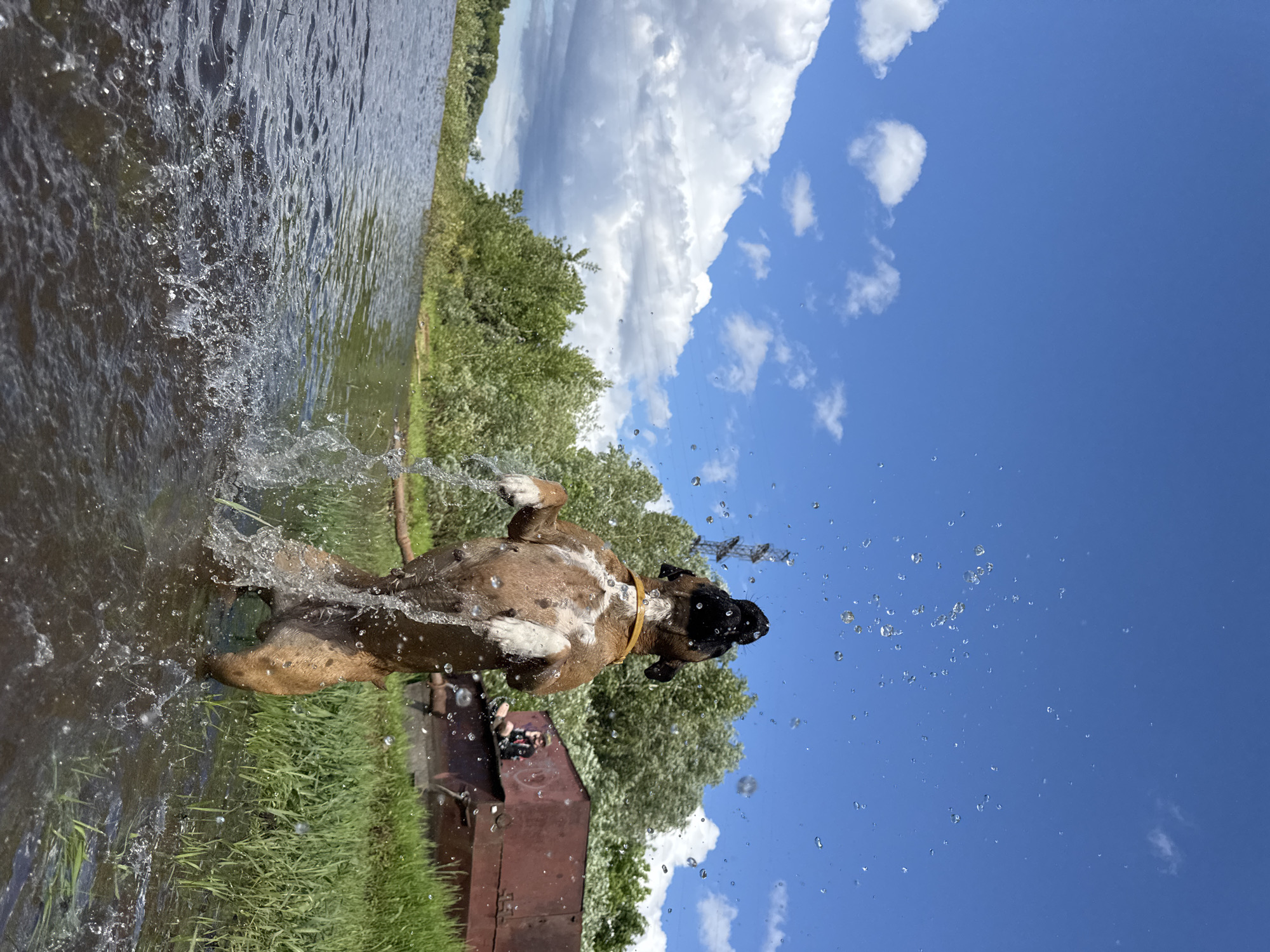 This vertical, eye-level, medium shot captures a joyful moment of a dog playing in the water. The primary subject is a brown and white dog, possibly a boxer, in mid-shake, sending water droplets flying around its head. The dog wears a yellow collar. It is positioned in shallow water at the edge of a body of water, likely a lake or river, with green grass and trees lining the bank. In the background, there's a reddish-brown metal structure, possibly a shed or storage unit, with two people sitting on top. The sky is a vibrant blue, dotted with fluffy white clouds, indicating a bright, sunny day. The scene suggests a warm, leisurely day, possibly late morning or early afternoon, given the strong sunlight and clear sky. The overall mood is one of energetic fun and playful abandon, especially from the dog's perspective. The location is identified as Chaikovsky, Russia. No text is visible in the image.