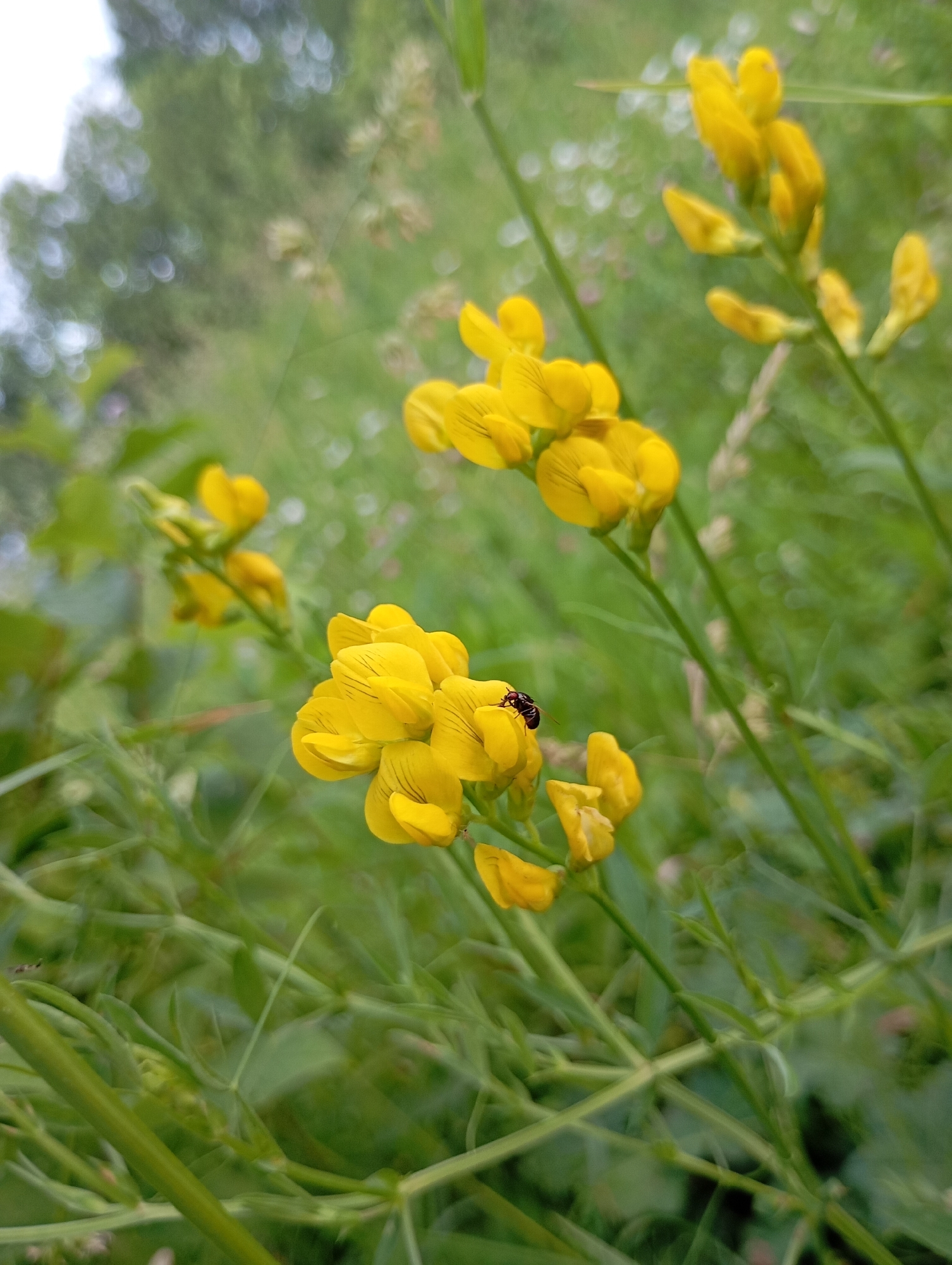 In an outdoor scene, a cluster of yellow flowers is in sharp focus, with one flower bearing a small, dark insect. The flowers are part of a plant with thin green stems and leaves, characteristic of a meadow or field. The background is softly blurred, revealing more of the yellow flowers, green foliage, and the sky, indicating a natural, untamed environment. The image appears to have been taken at ground level, emphasizing the delicate beauty of the small flora and fauna. The scene is devoid of any human presence or man-made structures, suggesting a location within the natural landscape of Рябки, Russia, likely a field or roadside verge where such wildflowers are common.