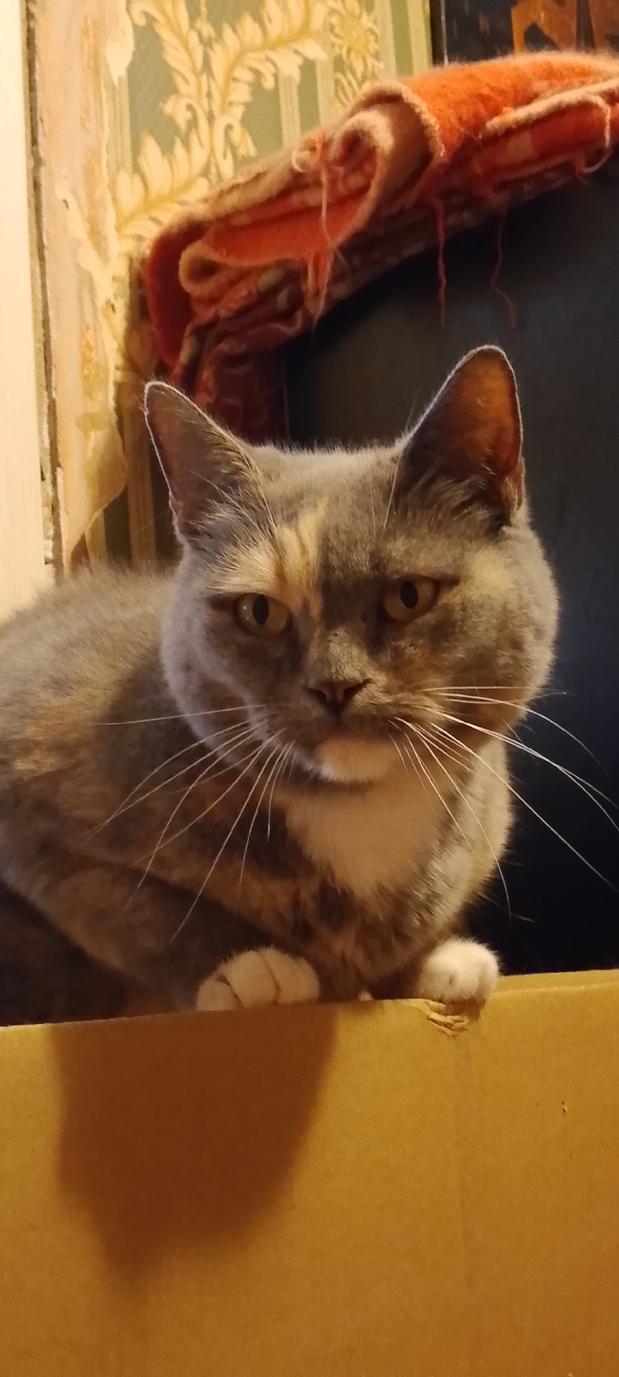 The image shows a domestic cat sitting inside a cardboard box. The cat has grey and cream-colored fur and is looking directly at the camera with a neutral expression. Its paws are resting on the edge of the box. The background appears to be a room with patterned wallpaper and a folded blanket. There is no visible indication of the city of Belgorod, Russia, or any specific location within it. The scene is indoors and appears to be a private residence.