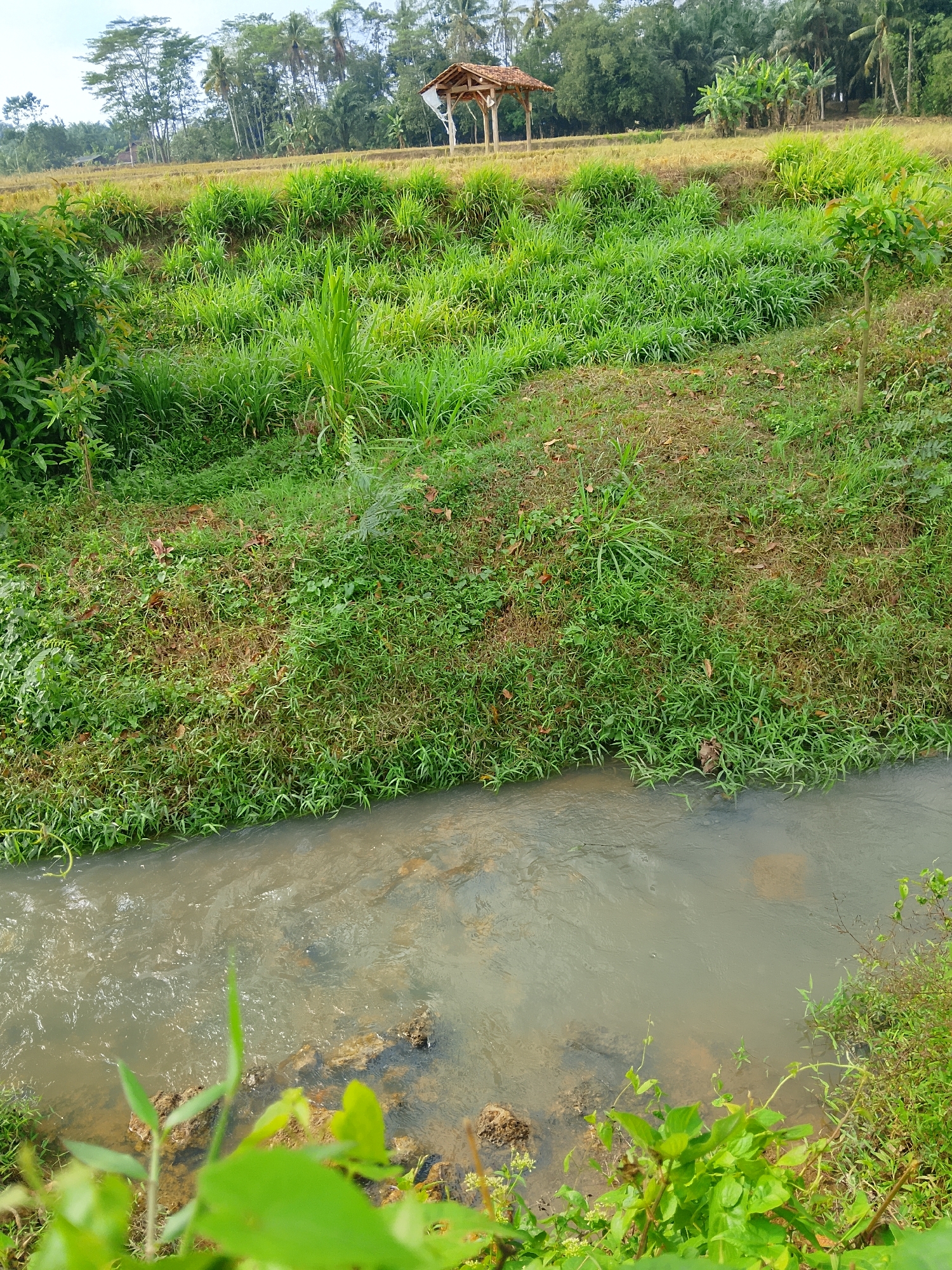 The image depicts a rural landscape in an unspecified location in Indonesia. In the foreground, a shallow, murky stream flows from left to right. The stream bed is visible in places, with some rocks and sediment. The banks of the stream are covered with lush green vegetation, including grass, bushes, and some leafy plants.
Further back, a gently sloping grassy embankment rises from the stream. This embankment is covered in a mix of green grass and drier, brown patches of vegetation, with some fallen leaves scattered on the ground. In the middle ground, a thatched-roof shelter with wooden posts stands on the embankment, seemingly in a rice field. The rice field itself appears to be harvested or in a dry phase, with golden-brown stubble visible.
Beyond the rice field, a line of trees forms a dense backdrop. These trees include palm trees, indicating a tropical or subtropical climate. In the distance, more trees and some structures, possibly houses, can be seen. The sky is overcast, suggesting it might be a cloudy day. The overall scene conveys a peaceful, natural environment, characteristic of rural Indonesia.