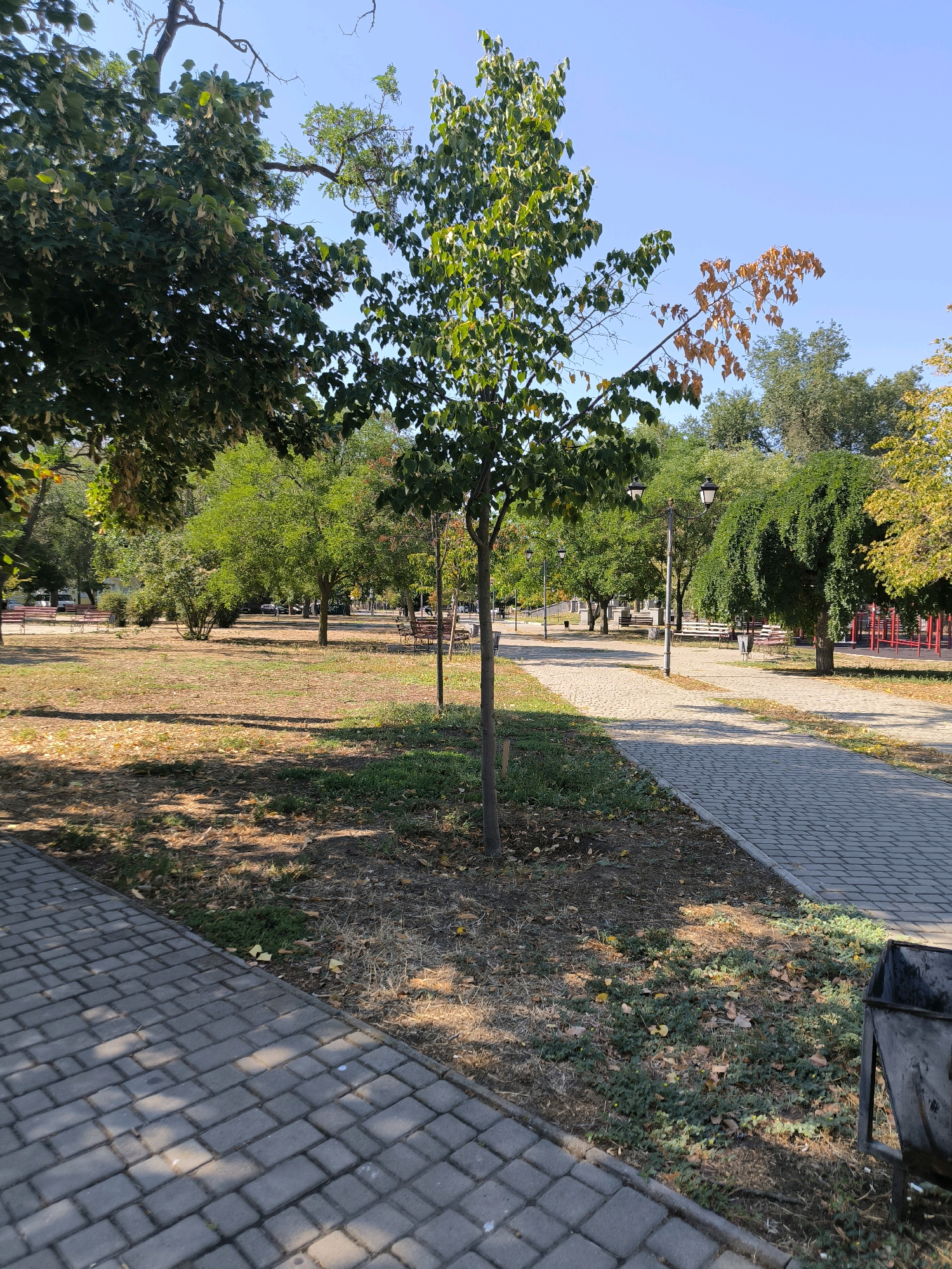 The image depicts a park area on a clear day. A paved walkway, constructed from grey interlocking pavers, curves through the park. The walkway is lined with grass and scattered fallen leaves. Several trees are present, some with green foliage and others showing autumnal colors, with one tree displaying bright orange leaves. Benches, lampposts, and a trash can are visible along the path. In the background, there are glimpses of playground equipment, suggesting the park may be a recreational area. The scene is tranquil and appears to be a public space within a city.