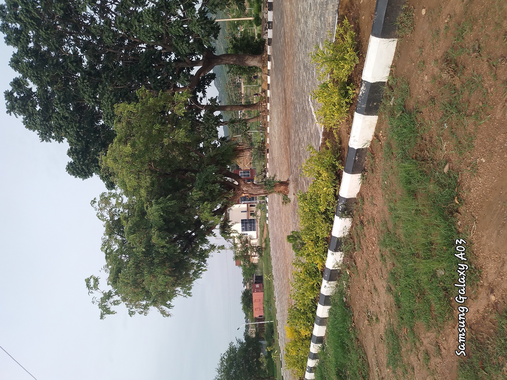 The image depicts an outdoor scene in Jos, Nigeria, featuring a paved area with parked cars and trees. In the foreground, a row of bushes borders the paved area, separated by a curb with alternating black and white stripes. Beyond the bushes, a large tree stands prominently, its branches extending towards the sky. In the background, several buildings are visible, including what appears to be a modern structure with large glass windows and a smaller building with a red exterior. A shipping container, possibly used for storage, is also present. The overall setting suggests a public or commercial space, potentially a parking lot or an area adjacent to buildings. The sky is overcast, indicating a cloudy day. A timestamp in the lower left corner of the image reads "Samsung Galaxy A03".