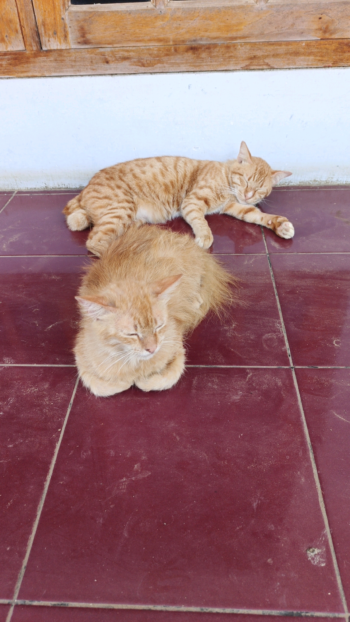 Two ginger cats are resting on a dark red tiled floor in front of a light blue wall and a wooden window frame. The cat in the foreground is loafing with its paws tucked beneath it, while the cat in the background is lying on its side, stretching out its paws. Both cats appear to be sleeping or resting with their eyes closed. The tiled floor is somewhat dusty. The scene is located in Campurdarat, Indonesia, likely on a porch or patio area adjacent to a building.