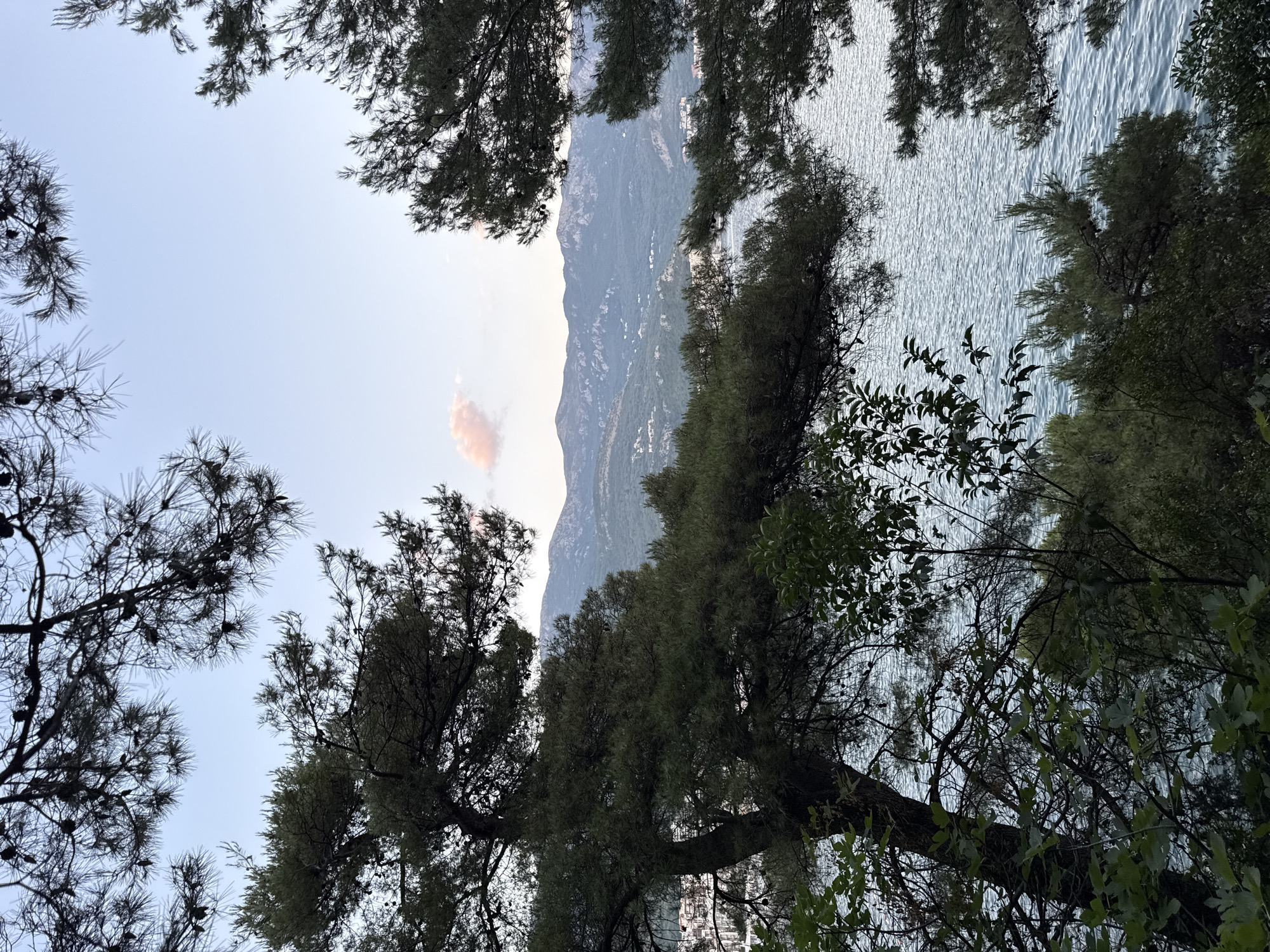 An outdoor, vertical, full shot captures a tranquil scene on the coast of Budva, Montenegro, with the calm sea and distant mountains under a clear, pale sky. The foreground is dominated by the dark, silhouetted branches and needles of pine trees, framing a view of the water and landscape beyond. The sea, a shimmering expanse of blue, gently ripples, suggesting a peaceful atmosphere. In the middle ground, the coast of Budva is visible, with buildings nestled among green hills. Further in the distance, a range of rugged mountains rises against the horizon, their slopes covered in vegetation. A small, pinkish cloud drifts in the upper left corner of the sky, adding a subtle touch of color to the otherwise serene panorama. The overall impression is one of natural beauty and serene coastal living.