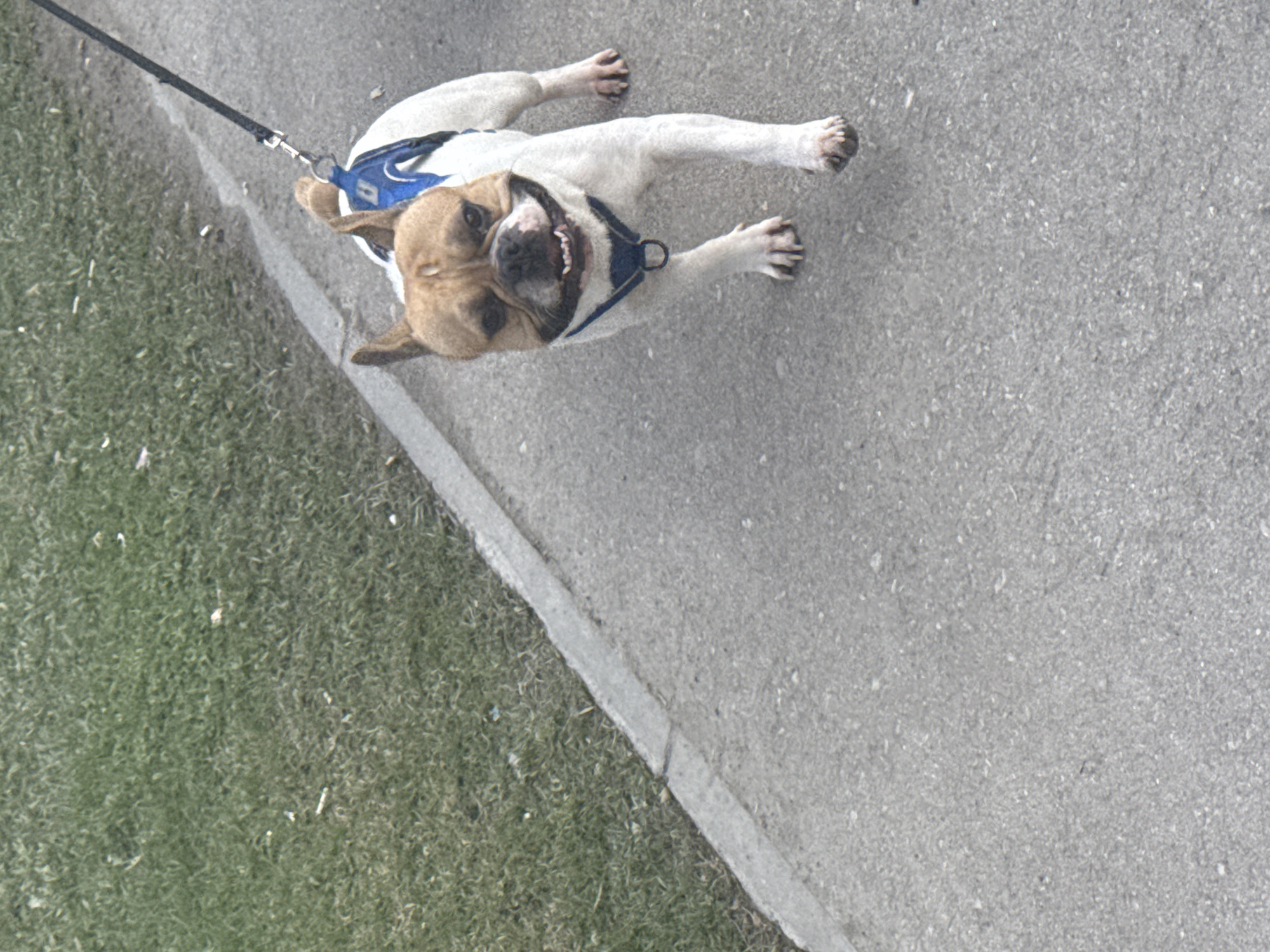 A tan and white French Bulldog is lying on its back on a grey concrete pavement. The dog is wearing a blue harness connected to a black leash. The dog's mouth is open, revealing its teeth. The edge of the pavement is visible, with green grass bordering the concrete. The photograph is taken from above. The location is potentially Perm, Russia, but that cannot be verified from this image alone.