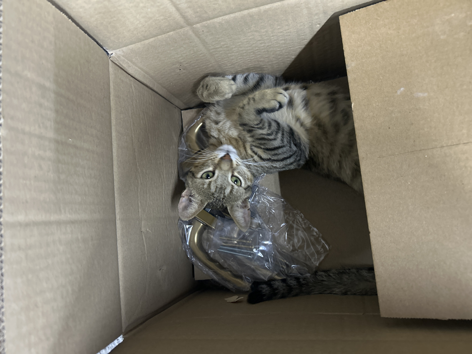 A tabby cat lies on its back inside a cardboard box, with its paws extended upwards. The cat is partially covered by a clear plastic bag containing what appears to be a brass door handle and screws. The box is open, and the inside is visible. The setting is not specific to Struma, Bulgaria.