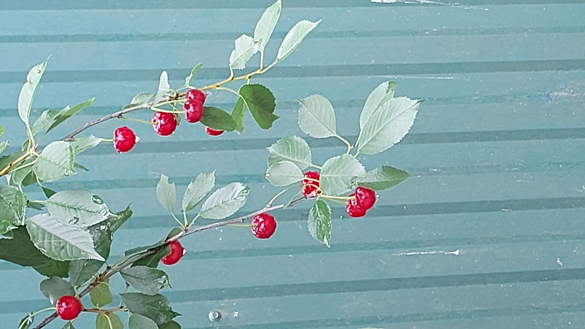 A close-up, vertically oriented, full-shot image shows a branch of red cherries with green leaves hanging in front of a teal corrugated metal fence. The cherries are round and plump, with some appearing to have water droplets on them. The leaves are ovate and pointed, with visible veins and some appearing slightly tattered. The fence has vertical ridges and is slightly weathered, with some faint white streaks. There are no people or animals visible in the image. The lighting suggests an outdoor setting, likely during the day.