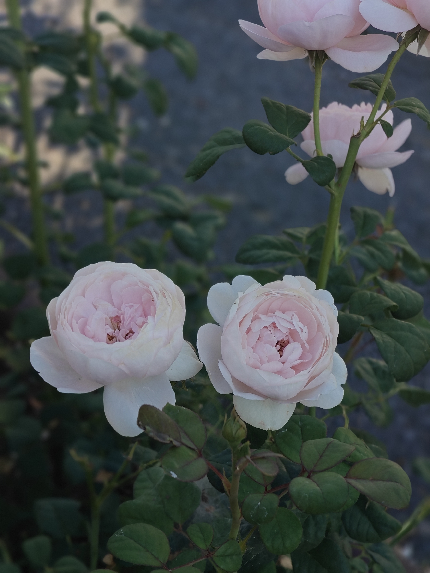 In Kotelva, Ukraine, a close-up shot captures two delicate pink roses with layered petals. The rose in the foreground on the left is in full bloom, its petals unfurling gently. To its right, another rose of similar size and coloring is also in bloom, with its petals slightly more tightly packed. Behind these, a third rose, partially obscured, shows a similar pale pink hue. Green leaves, some with subtle red veining, surround the roses, creating a lush backdrop. The background is a soft blur of dark green foliage and a muted greyish-blue surface, suggesting an outdoor setting with a shallow depth of field. The lighting is soft, highlighting the subtle gradients of color in the rose petals.