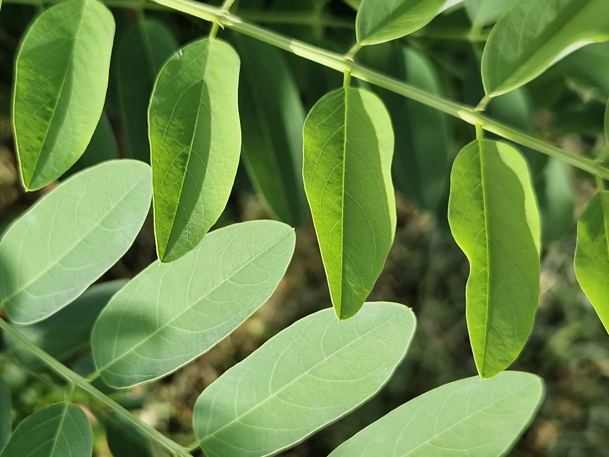 The image displays a close-up view of a plant's stem with multiple green leaves. The leaves are oval-shaped with a pointed tip and visible veins. They are arranged alternately along a thin, light green stem, which runs diagonally across the frame. Sunlight casts shadows on some of the leaves, indicating it is daytime and likely sunny. The background is blurred, showing darker green foliage, suggesting the plant is outdoors in a natural or garden setting. There is no text visible in the image. The overall impression is one of natural beauty and the simple details of plant life. Given the location context of Sofia, Bulgaria, this scene could be from a park, garden, or natural area within or around the city during a warm season.