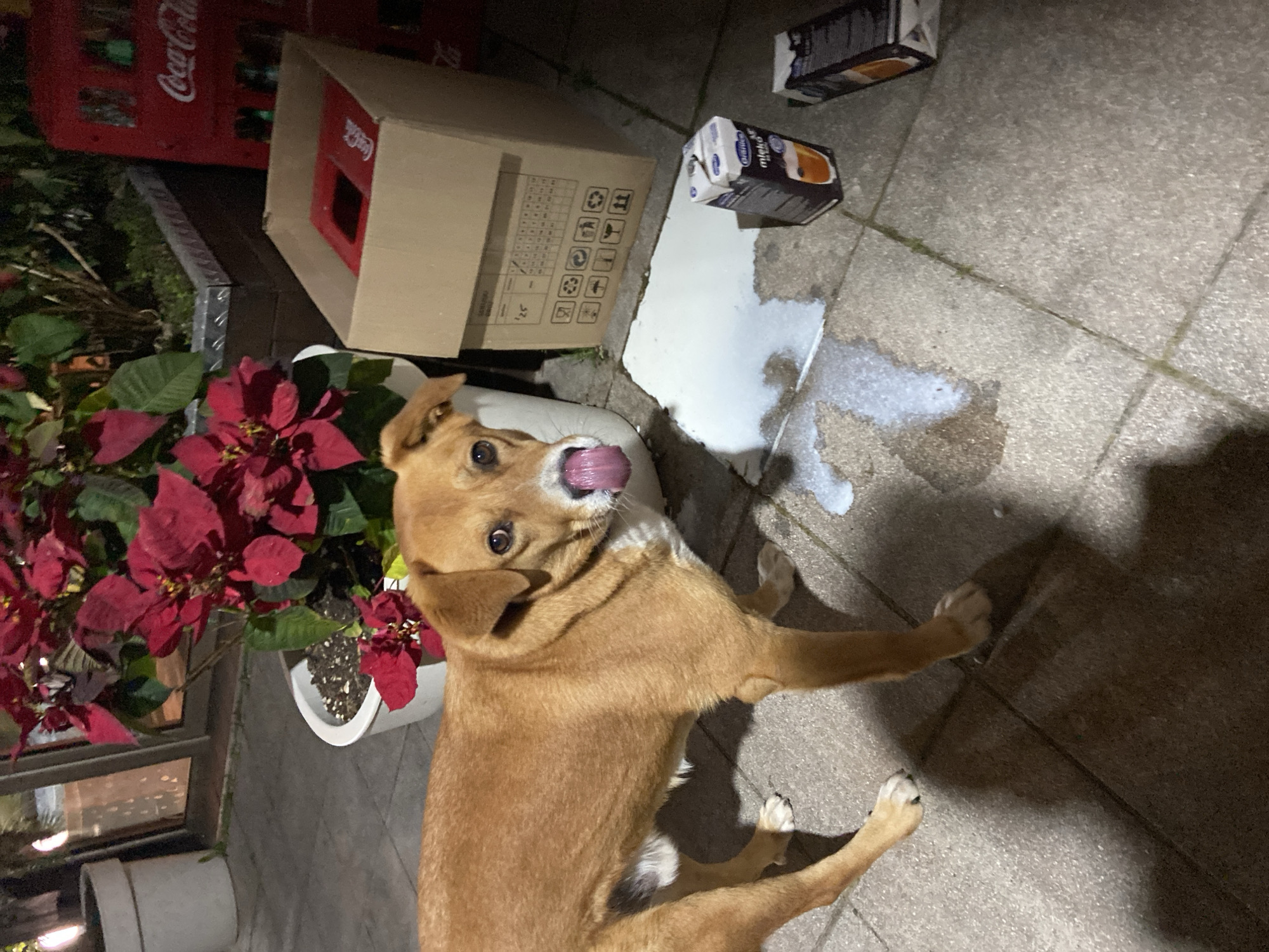 The image depicts a domestic dog, likely a mixed breed with tan fur, standing near a spilled carton of milk on a paved surface. The dog's tongue is extended, possibly licking the milk. Behind the dog and milk spill are a red Coca-Cola crate, a cardboard box with recycling symbols, and a potted poinsettia plant. The setting appears to be outdoors, potentially a patio or sidewalk, located in the city of Bar, Montenegro, as specified in the prompt. A second milk carton is visible in the upper-right of the frame. The scene is casually captured, seemingly documenting the interaction of the dog with the spilled milk.
