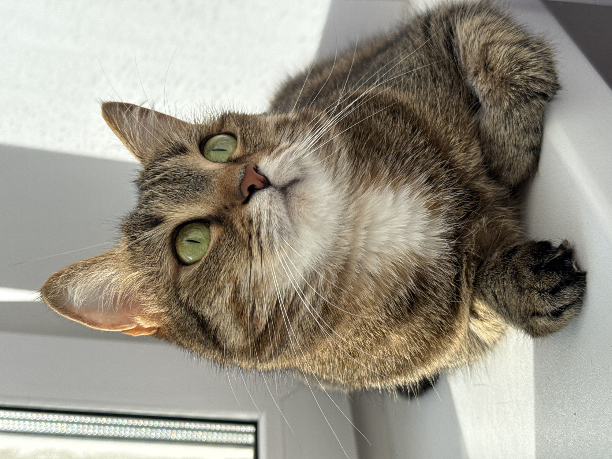 A close-up, slightly rotated image depicts a tabby cat lying on a white surface, likely a windowsill, indoors. The cat has green eyes, a pink nose, and a mix of brown, grey, and white fur. Its whiskers are long and white. A small portion of a window frame is visible at the bottom of the frame. The location, Chaikovsky, Russia, is not visually discernible from the image itself.