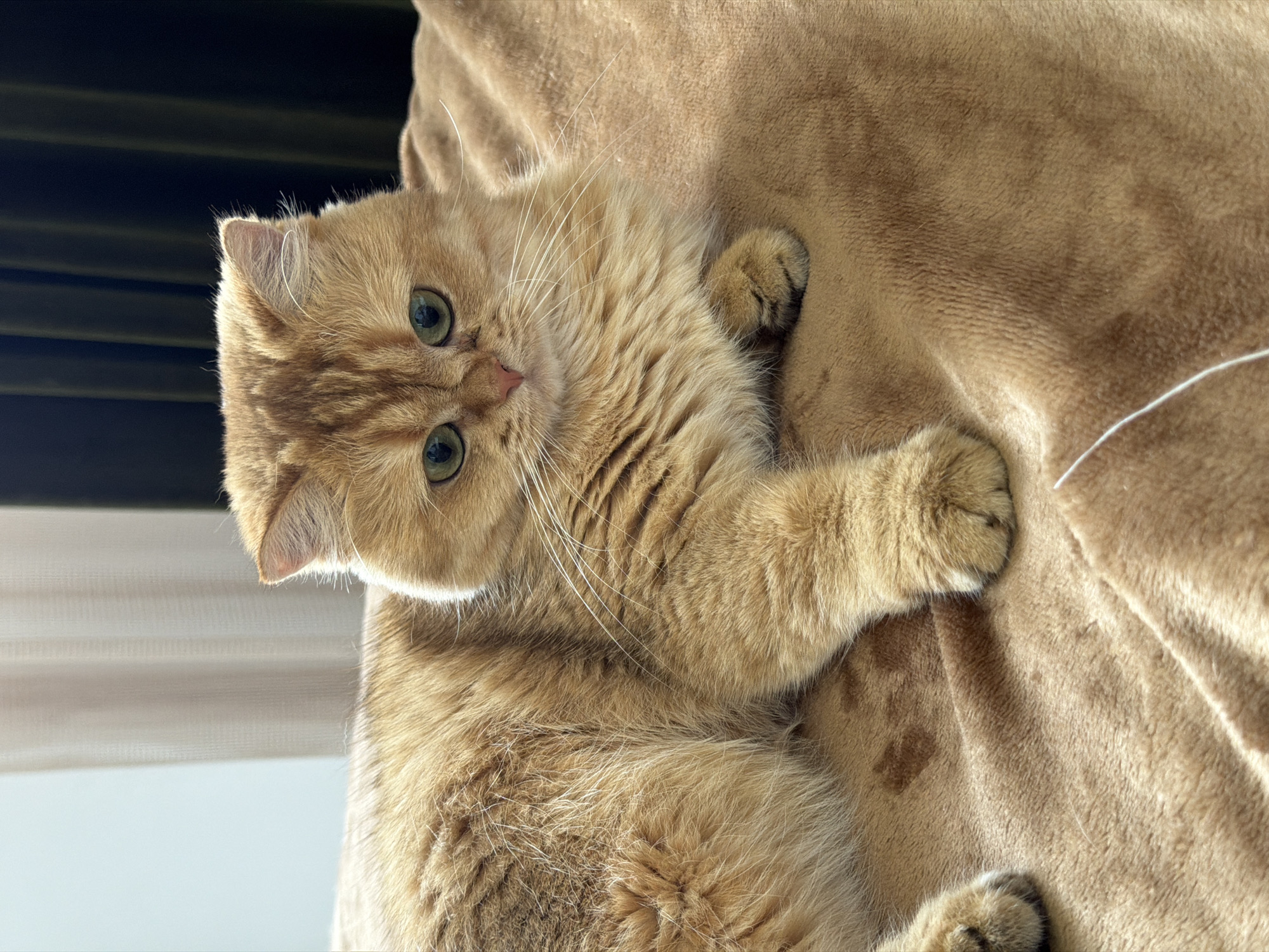 The media file shows a close-up, high-angle shot of a ginger cat lying on a textured, tan blanket. The cat is oriented on its side, with its head turned towards the viewer. It has bright green eyes, white whiskers, and a light pink nose. Its fur is a warm ginger color with darker tabby markings on its face and body. One of its front paws is resting on the blanket, with its claws slightly visible. Another paw is tucked underneath its body. The background is divided into two distinct areas: on the left, there are horizontal blinds casting shadows, suggesting an indoor setting near a window. The right side is dominated by the soft, plush texture of the blanket. The lighting appears to be natural, possibly from a window, creating a soft illumination on the cat and blanket. The overall mood is calm and relaxed, capturing a moment of repose for the feline subject. There is no visible text in the image. The location context is Đà Nẵng, Vietnam.