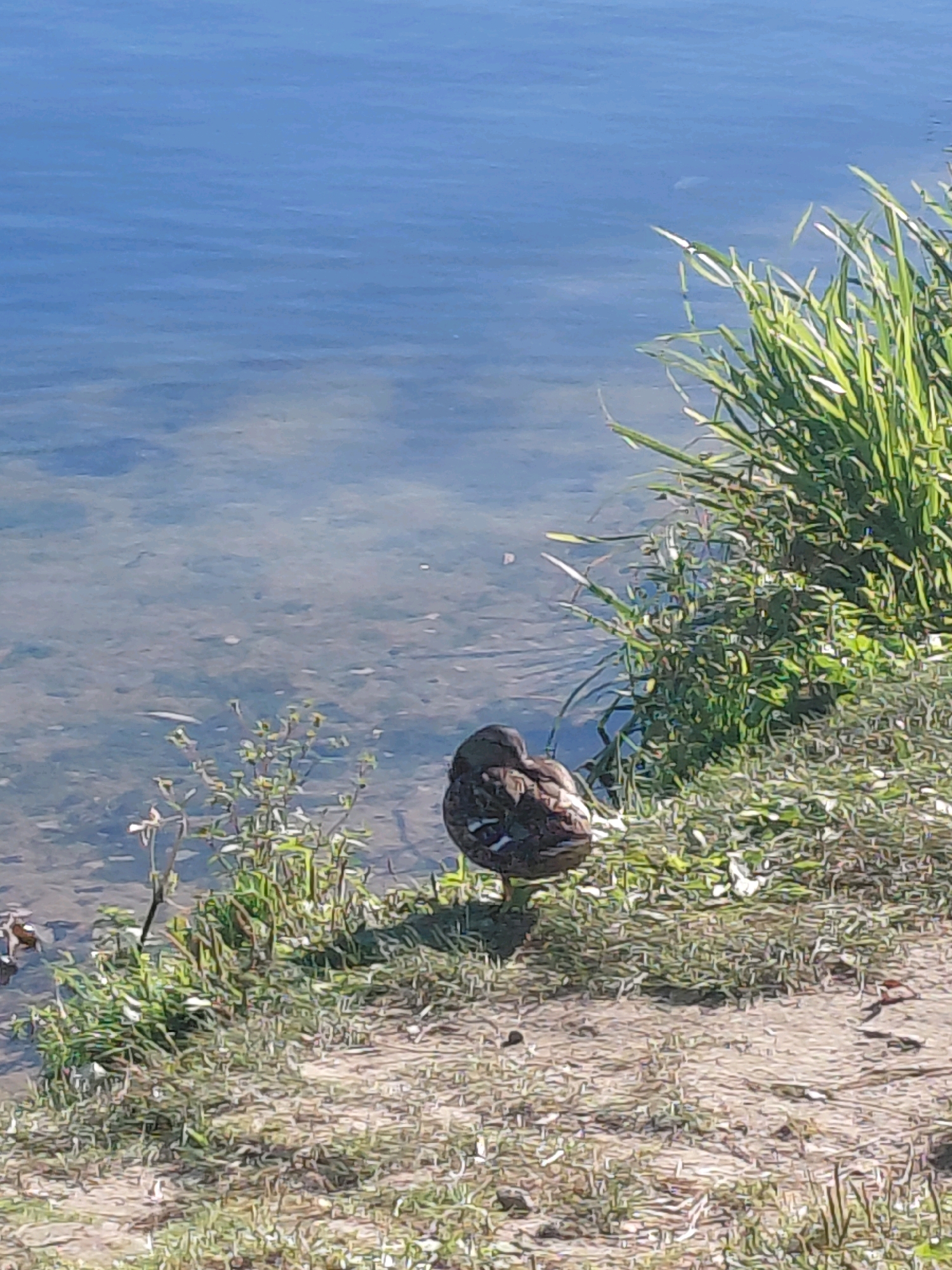 A single duck is shown resting on the grassy shore of a body of water. The duck is facing away from the viewer and has its head tucked into its body. The water is a deep blue and appears to be calm. Tall green grass is growing along the edge of the water, and there are some smaller plants growing on the shore as well. The ground is covered in a mix of grass and dirt. The scene appears to be a natural setting.