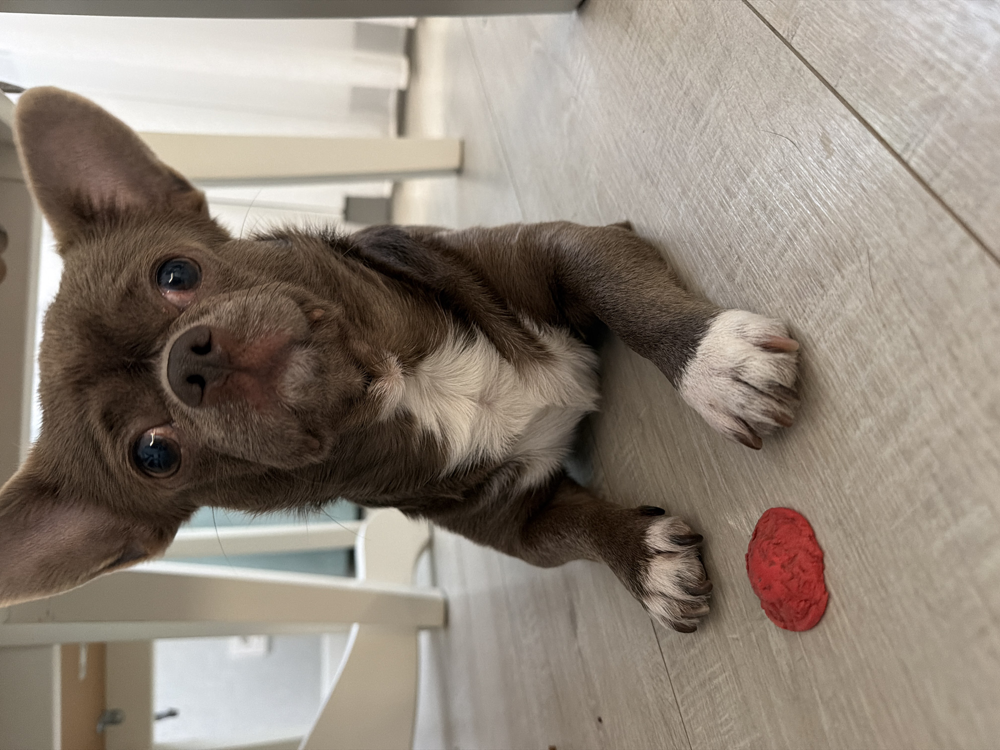 The image features a small, chocolate-brown dog, likely a Chihuahua, lying on a light-colored wooden or laminate floor. The dog has short fur with white markings on its chest and paws. Its large, round eyes are dark and reflect the ambient light, and it looks directly up at the viewer with an attentive, curious expression. Its ears are prominent and erect, and its dark nose is visible at the center of its face.
A small, irregular-shaped red object, which appears to be a textured toy or treat, is positioned on the floor near the dog's front paws. The background and foreground show blurred white furniture legs, suggesting the dog is resting under or beside a table or chair indoors. The lighting is bright and natural, indicating daytime. There is no visible text in the image. The scene takes place in an indoor environment in Votkinsk, Russia.