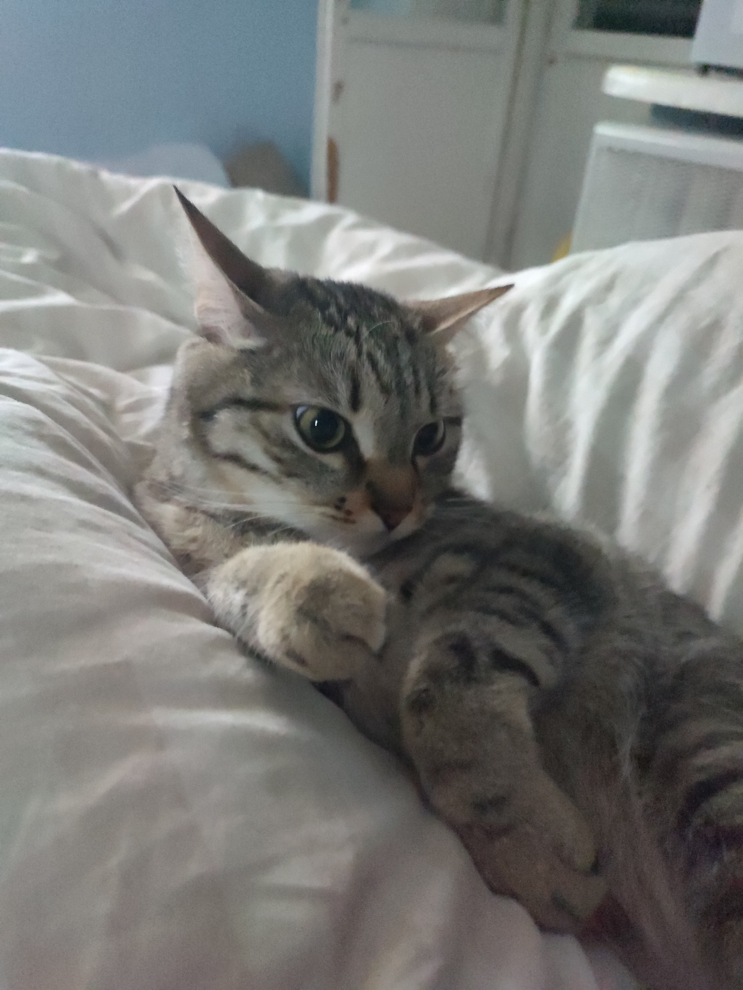 A tabby cat is lying on a white bed. The cat is gray and brown with black stripes. The cat's head is turned to the left. The cat's paws are curled up in front of it. The background is blurry and shows a blue wall, a white cabinet, and a white radiator. The location is unknown.