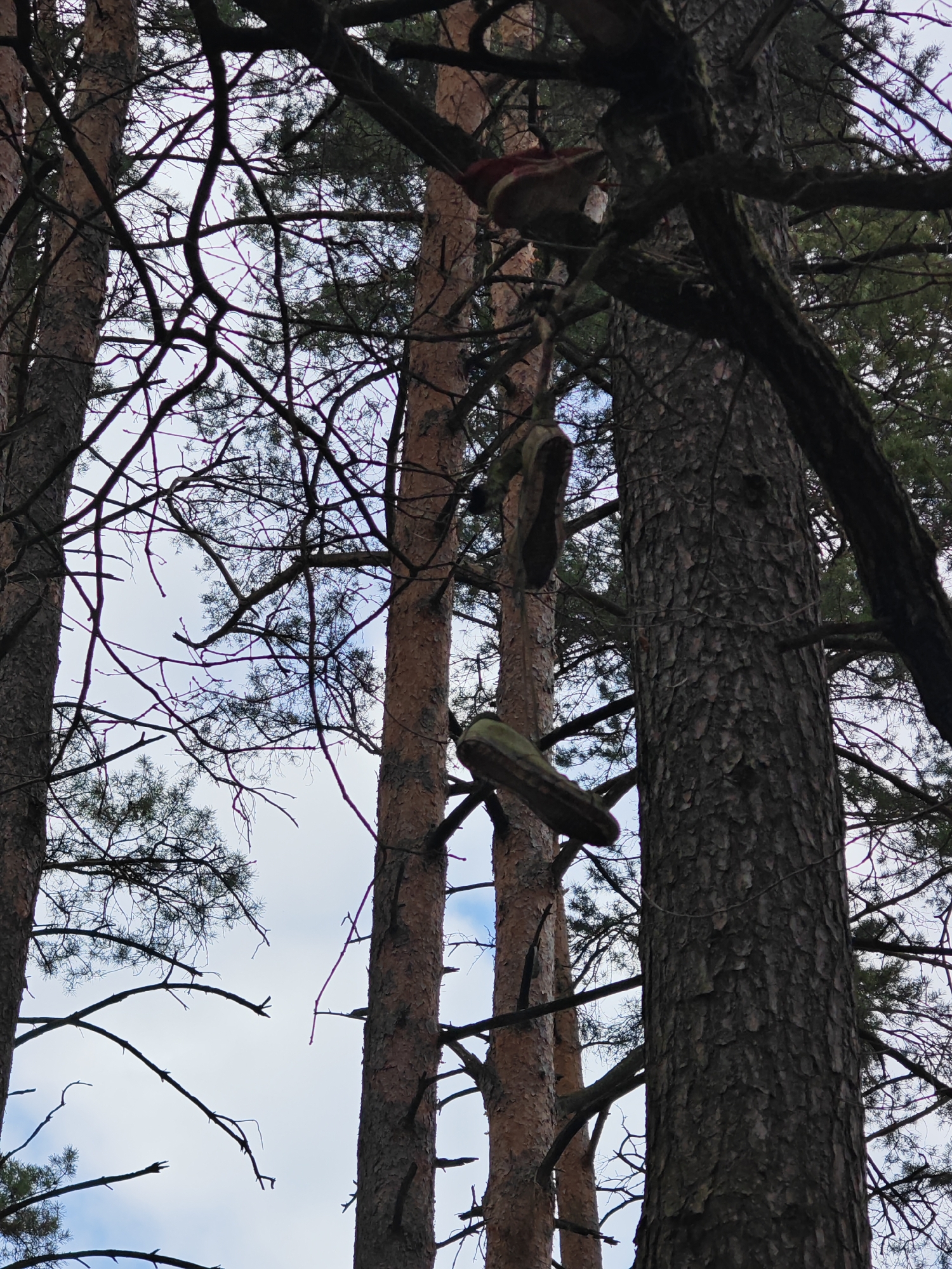 The image depicts a low-angle shot within a forest of tall pine trees in Падлабенскі сельскі Савет, Belarus. The sky is visible in patches between the branches, appearing light blue with some cloud cover. Three trees are prominently featured. A pair of shoes are suspended high in the branches, the shoes appear to be old and worn. The bark texture of the trees is visible.