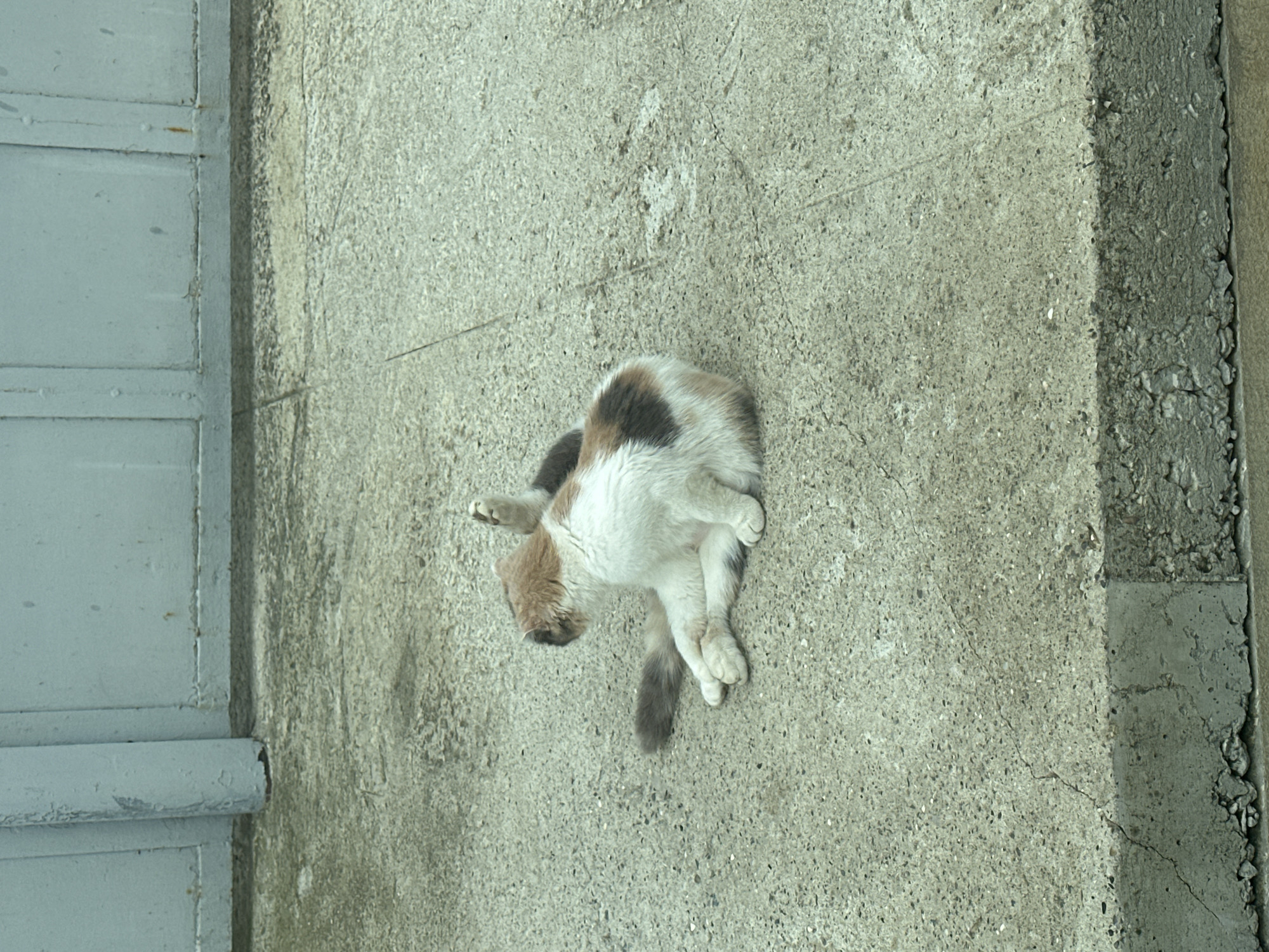 A calico cat with white, brown, and black patches sits on a textured concrete surface, facing away from the camera. Its legs are tucked beneath it, and one hind leg is raised in the air, bent at the knee. The cat's tail, which is grey and white striped, lies extended to its left. Behind the cat is a muted blue metal gate or wall, showing signs of wear and tear with some rust spots. The concrete ground is cracked in places, and a raised concrete curb runs along the bottom of the frame. The scene appears to be outdoors, possibly in a courtyard or alleyway.