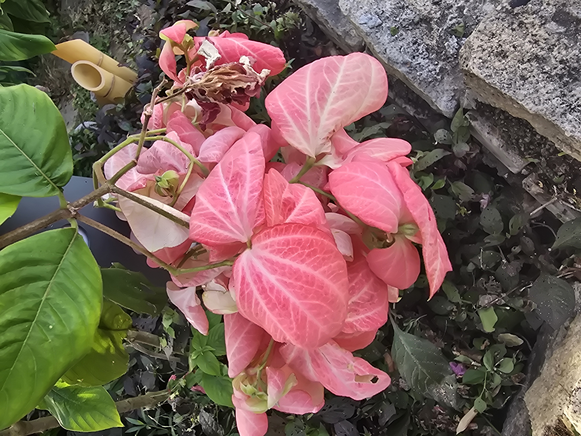 A cluster of bright pink bracts, likely from a Mussaenda plant, is the central focus of this image. These bracts, with their prominent veins, are arranged in a cascading fashion, with some appearing slightly wilted or dried. Surrounding the pink bracts are lush green leaves, some of which are large and glossy. In the background, a few stalks of bamboo are visible, along with other dark green foliage and what appears to be a gravelly or stone pathway. The scene is likely an outdoor setting, possibly a garden or park, given the presence of plants and natural elements. The lighting suggests it is daytime, with shadows indicating the sun's position. There are no people or animals visible in the image. The texture of the ground varies from soft earth and leaves to rougher stones.