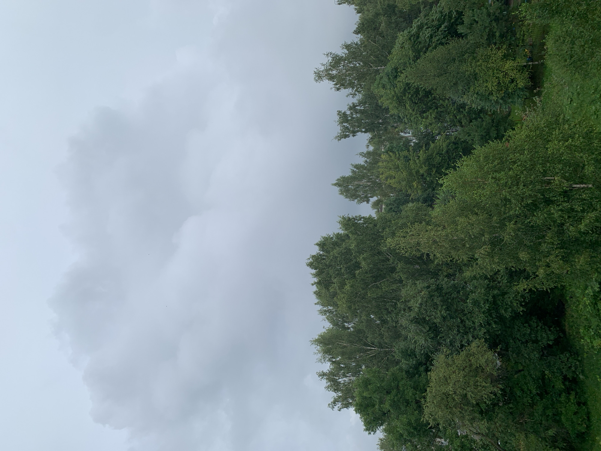 The image shows a dense canopy of lush green trees, predominantly deciduous, with a prominent birch tree with white bark in the foreground. The trees are in full foliage, indicating a summer or late spring season. Behind the trees, some buildings are partially visible, suggesting an urban or suburban setting. The sky above is overcast with thick, grey clouds, which are characteristic of cloudy or pre-rainy weather conditions. The overall scene is one of abundant vegetation against a muted sky. The image was taken in the city of Prokopyevsk, Russia, which is known for its industrial heritage and surrounding natural landscapes.
