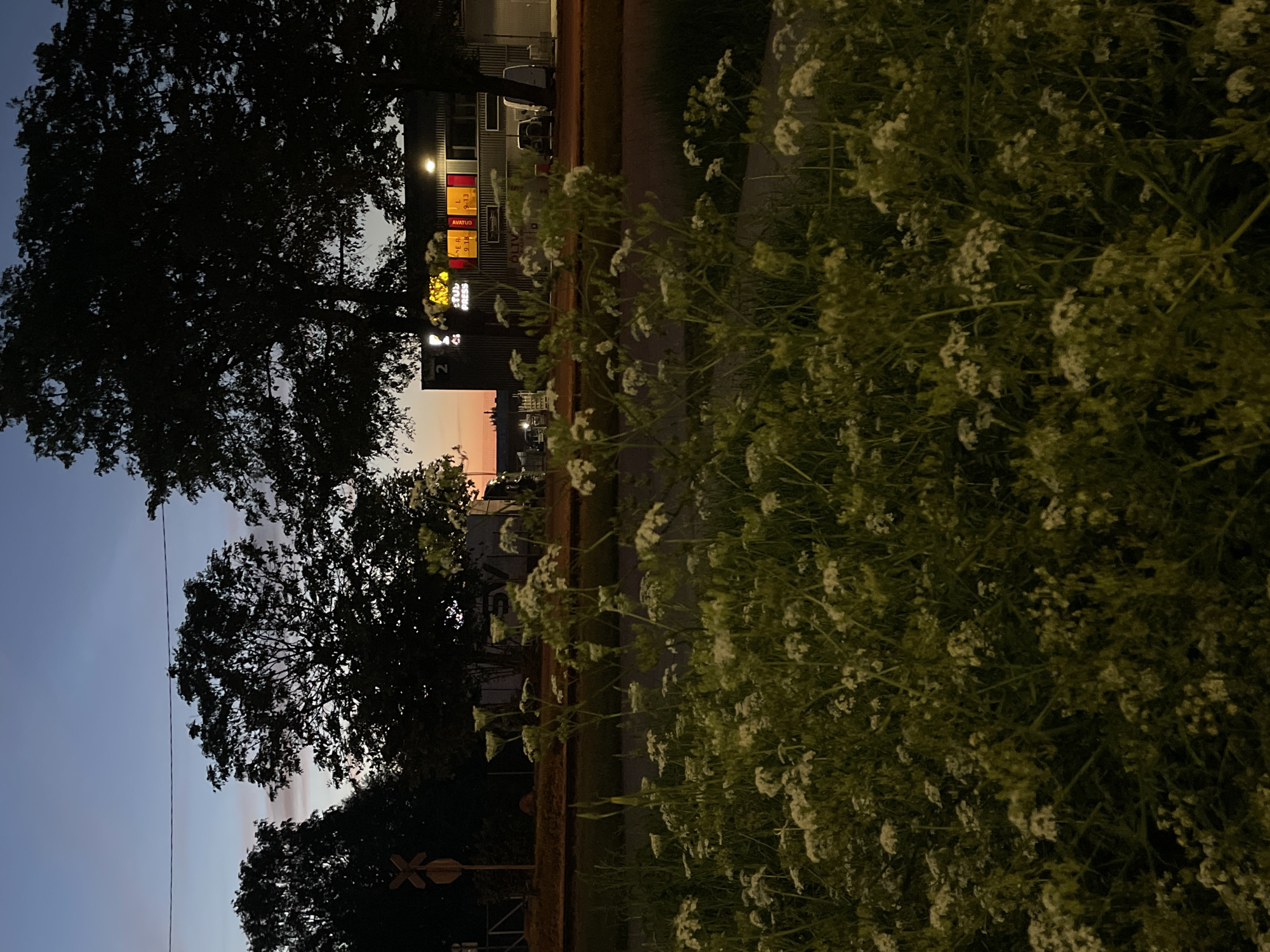 The image captures a twilight scene in Tallinn, Estonia, near a building with a gray corrugated exterior and illuminated signage. The sky displays a gradient of deep blue at the top, transitioning to lighter blues and subtle pinks near the horizon. Silhouetted against the sky are the dark forms of trees, their branches intricate against the fading light. In the foreground, a dense cluster of small white flowers with delicate green stems dominates the lower half of the frame, their presence softening the industrial backdrop.
To the left, a railroad crossing sign with a yellow diamond shape and black cross bars stands beside a fence, indicating proximity to railway tracks. The building features windows and doors, with a white van parked to the right. The signage on the building includes illuminated letters and numbers, with "2" prominent on the left, and what appears to be a display of colored squares with text, possibly indicating showtimes or prices. One sign reads "STUDIO PRESS" in yellow letters. Other visible text includes "ER 9.18" and "L 9.13" in orange and red boxes respectively. The overall atmosphere is serene, blending natural elements with urban infrastructure under the soft glow of twilight.