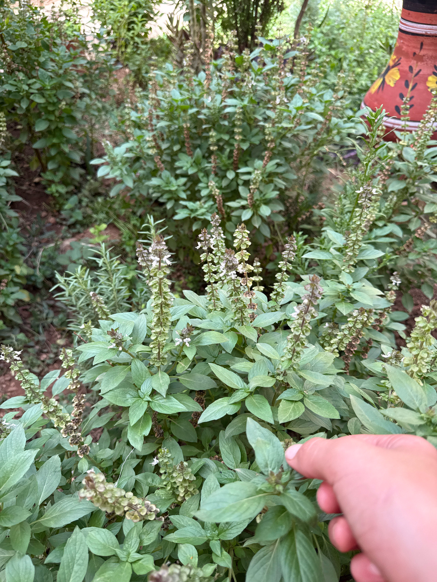A hand is shown reaching out to touch a plant in Foum El Anceur, Morocco. The plant is green with multiple stems, and appears to be basil. It is surrounded by other plants and foliage, suggesting an outdoor environment. In the background, a decorative, red ceramic pot with yellow and black floral designs is partially visible. The lighting indicates it is daytime.