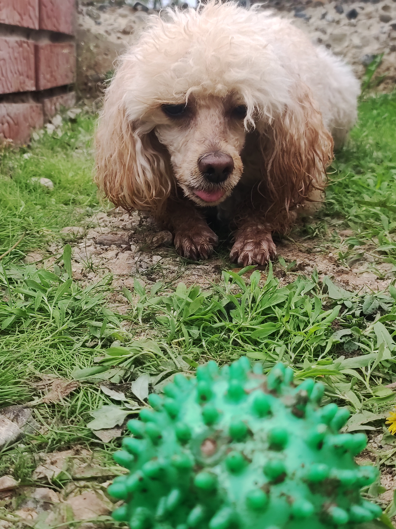 A light-colored, possibly poodle, dog lies on the ground with a green, spiky ball in front of it. The dog is looking towards the ball and has its tongue slightly sticking out. The ground is a mix of green grass and gravel. In the background, a brick structure is partially visible. The photo appears to have been taken at ground level, focusing on the dog and its interaction with the ball. There is no indication that this photo was taken in the city of Фоки, Russia.