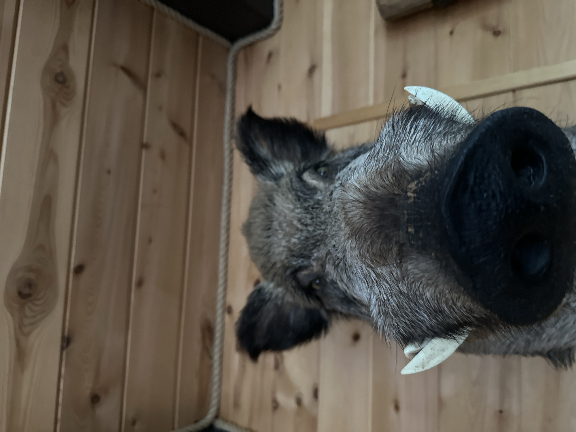 A close-up, low-angle shot shows a taxidermied boar's head mounted on a wooden wall. The boar's snout, tusks, and ears are prominent. The wooden wall has horizontal planks and visible knots. A rope is visible along the top edge of the wall. No people are present, and no specific location in the city of Karsha, Russia is indicated.