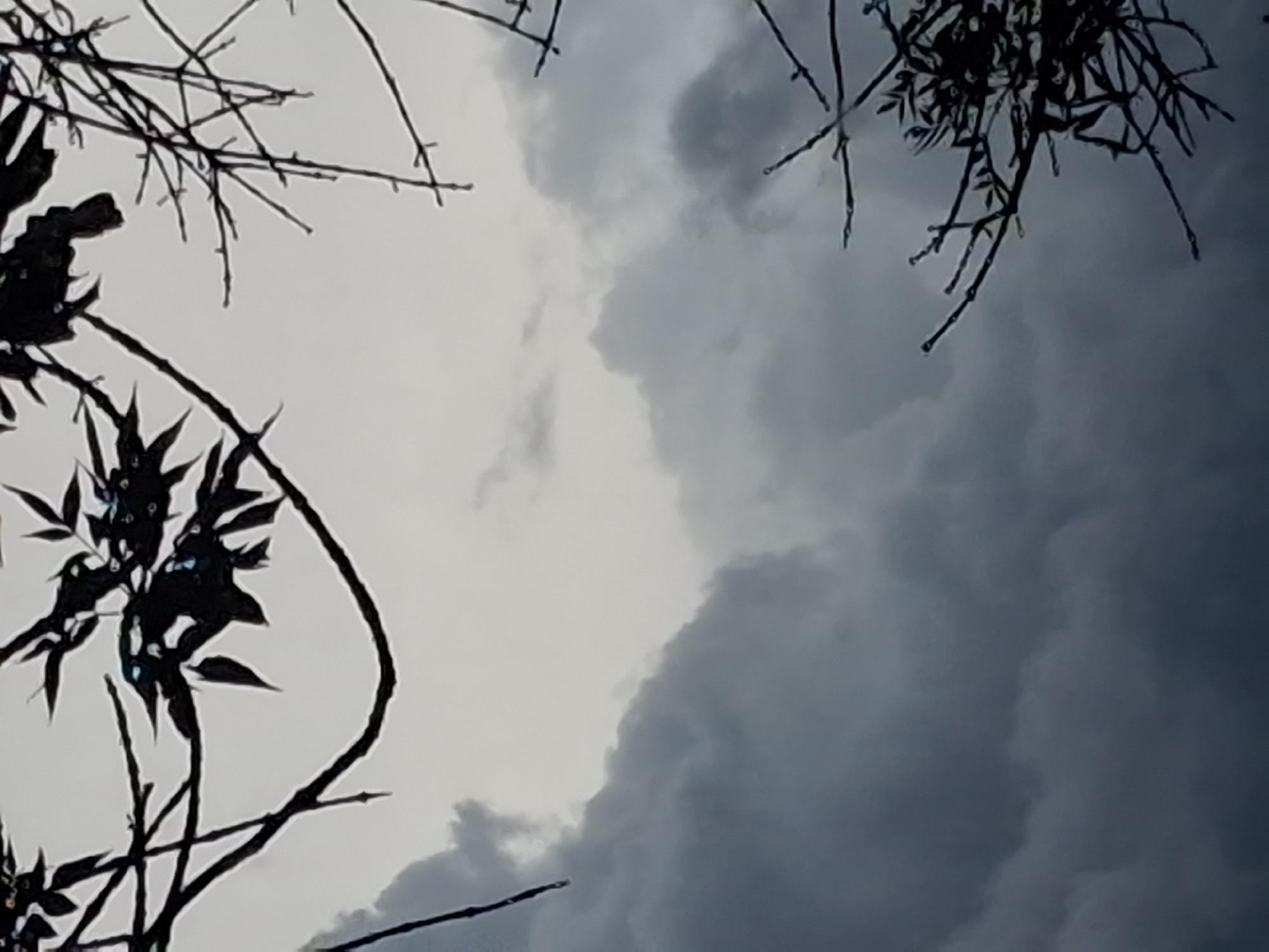 The image shows a low-angle view of dark, ominous storm clouds filling the sky, with silhouetted branches and dark foliage in the foreground and framing the scene. The branches are bare and leafless in some areas, while others have dark, sparse foliage that appears glossy, possibly due to rain. The clouds are thick and textured, with variations in shade from light gray to deep charcoal, suggesting an impending storm. The lighting is dim and diffused, consistent with overcast weather. There are no people or man-made structures visible in the image. The scene is set outdoors, with the focus being on the dramatic sky and the skeletal branches against it.