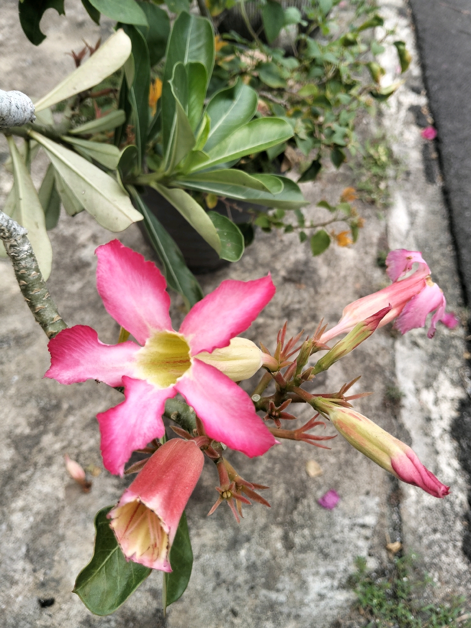 The image shows a close-up of a flowering plant with bright pink and yellow blossoms and buds. The flowers have five petals, with a distinctive funnel shape. The plant's stem is woody and textured, with green leaves. The background is a mottled gray surface, likely concrete, with some green foliage and a hint of asphalt on the right side. The scene is an outdoor setting, possibly a garden or sidewalk area in Arang Limbung, Indonesia, given the contextual information provided. There are no people visible in the image.