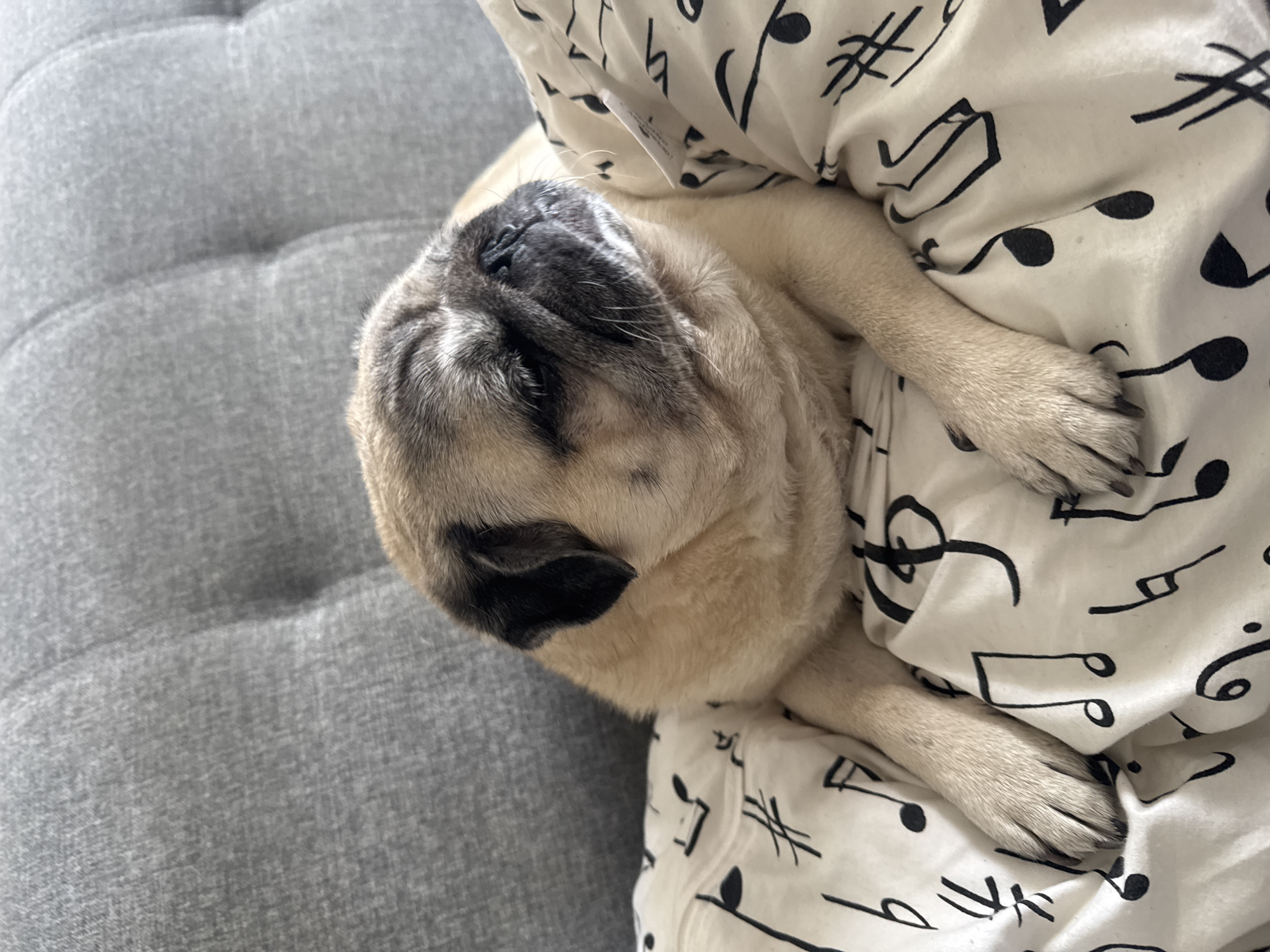 A pug dog is lying on a bed with a grey, tufted headboard behind it. The dog is facing to the right of the frame with its eyes closed. The bed is covered in white sheets with black musical notes printed on them. The dog's front paws are resting on the sheets. The scene appears to be indoors, likely in a bedroom. The image does not contain any information that allows for localization in Bishkek City, Kyrgyzstan.
