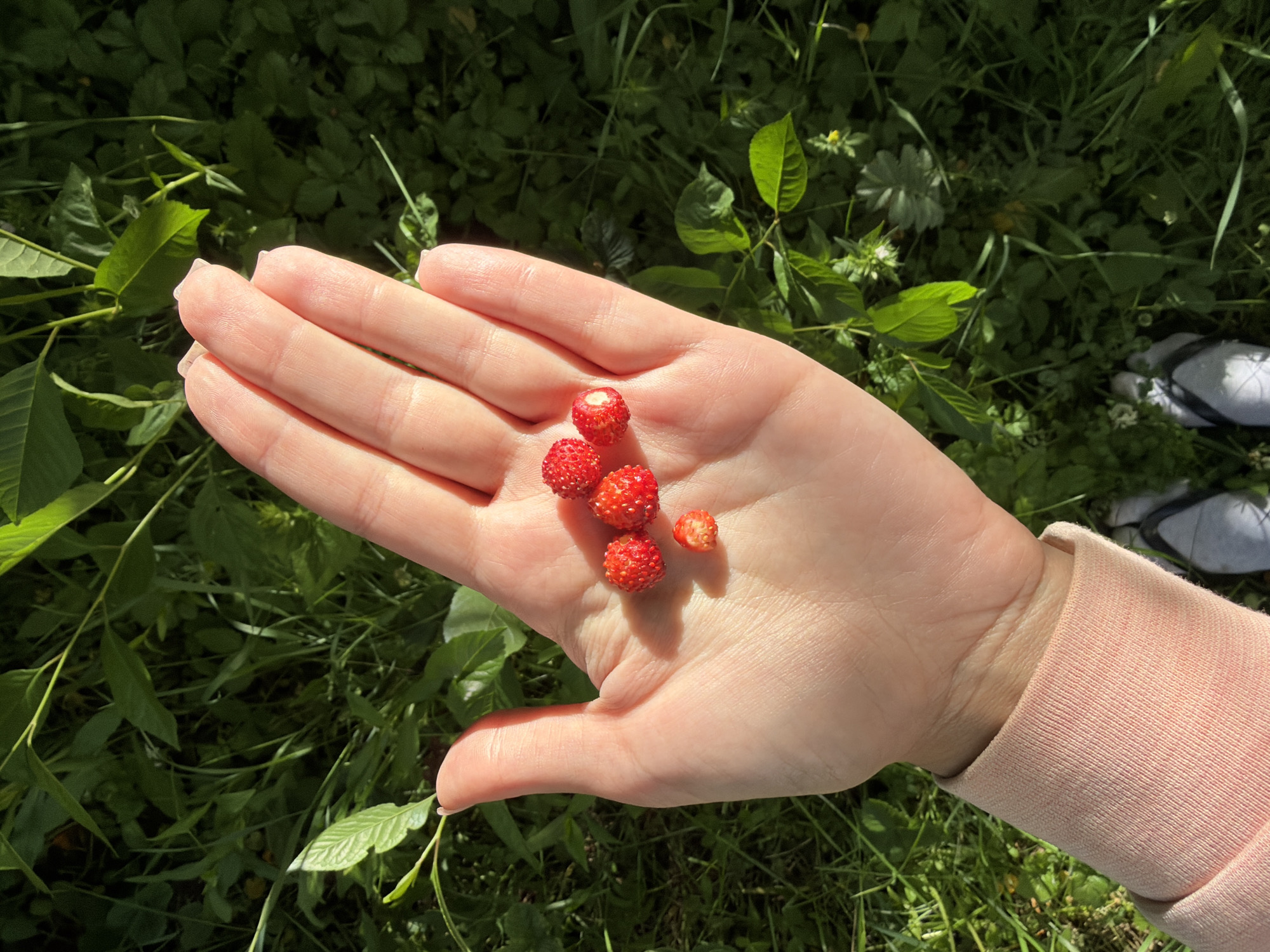 A person's left hand, palm up, holds six small, red wild strawberries. The hand is illuminated by natural sunlight, casting a shadow on the skin. The person is wearing a light pink long-sleeved shirt. In the background, dense green grass and foliage are visible, suggesting an outdoor environment. The scene is likely located in a natural or semi-natural area within Satino-Russkoe, Russia. The perspective is from above, looking down at the hand and the surrounding vegetation.