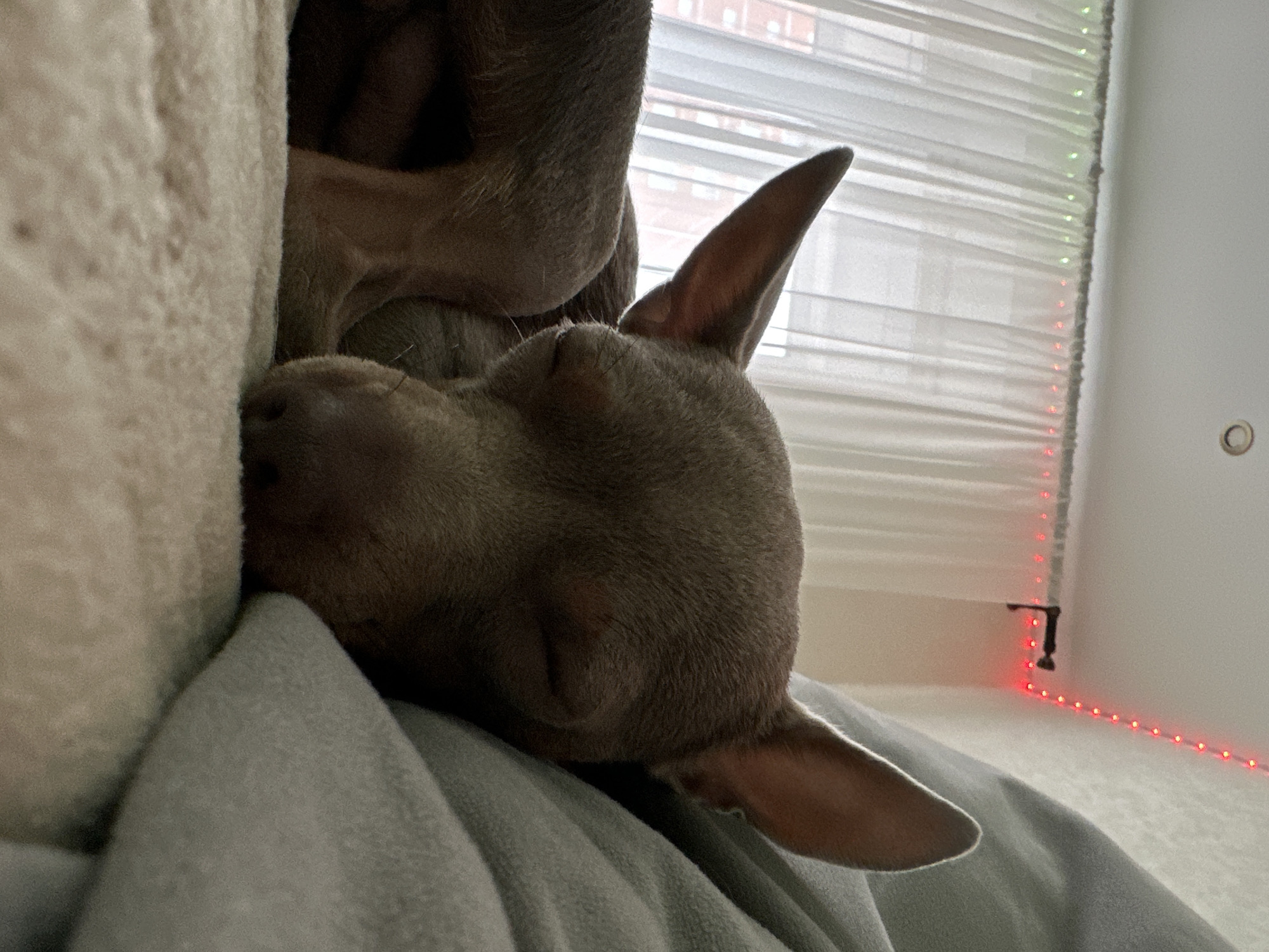 The media file shows a close-up of a light brown dog sleeping, nestled against a soft, light-colored surface. The dog's head is turned to the side, with its eyes closed and ears relaxed. It appears to be resting on a gray blanket or cushion, with another larger dog's body visible in the background, also resting.
The setting seems to be indoors, possibly a bedroom, as suggested by the white blinds covering a window in the background. A string of red and green LED lights is visible along the edge of the blinds, casting a faint glow. The overall mood is peaceful and serene, conveying a sense of comfort and rest. There are no visible people or text in the image. The time of day is indeterminate, but the lighting suggests it could be evening or a dimly lit room. The location context of Chaikovsky, Russia, does not provide any specific visual cues within the image itself.