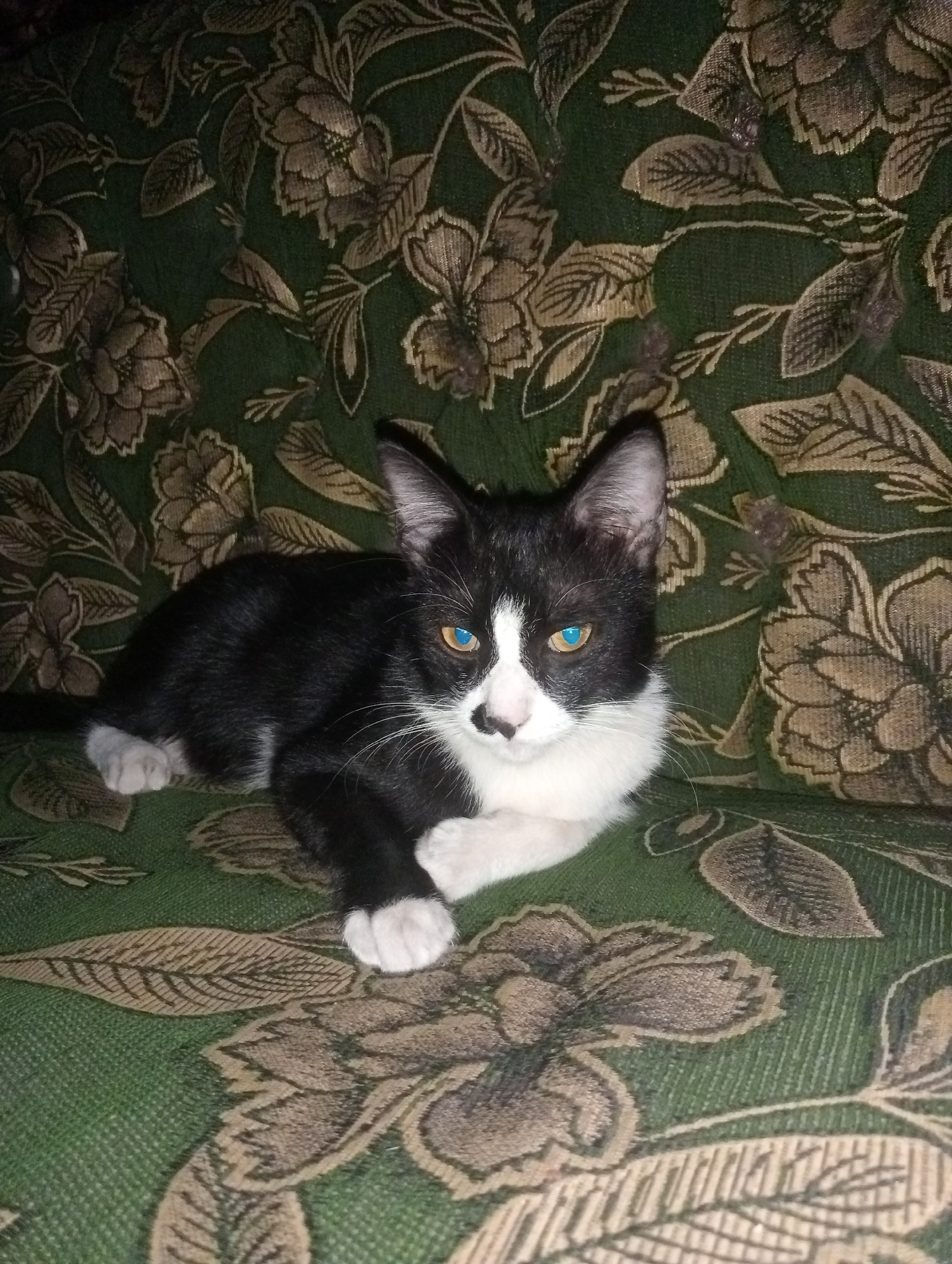 A black and white kitten with striking blue-green eyes is lying on a green patterned sofa. The kitten's fur is predominantly black with white markings on its chest, paws, and face. It is positioned in the center of the frame, facing slightly to the right, with its head tilted and ears perked. The sofa's upholstery features a repeating floral pattern in shades of green and tan. The lighting suggests an indoor setting, likely in the evening or a dimly lit room. The image does not provide any visual information about the location in Kota Negara Timur, Indonesia.