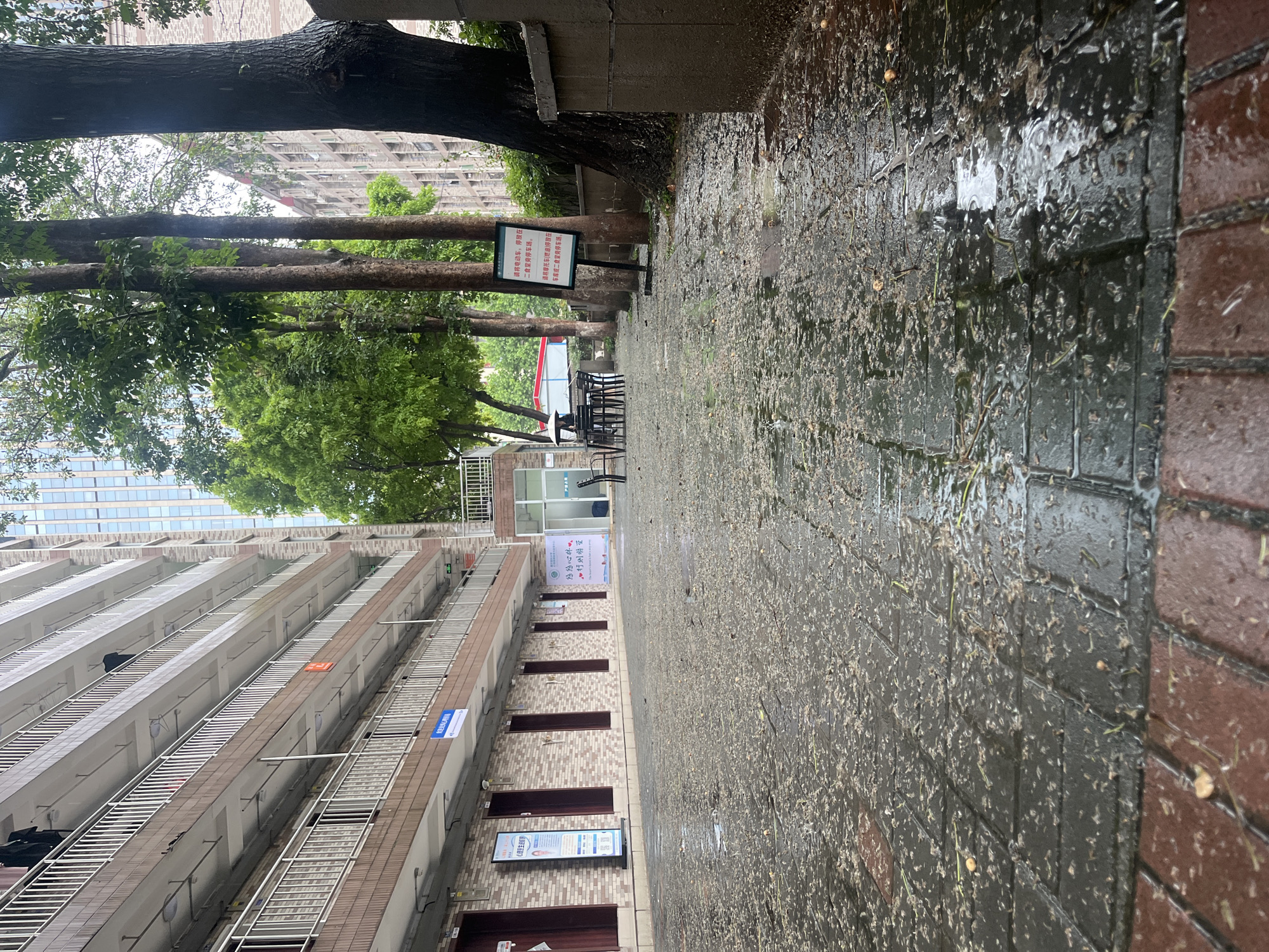 This image captures a wet outdoor scene, likely a pathway between buildings in a campus or residential area in Yuzhong District, China, after a recent rain shower. The paved ground, composed of dark grey and red bricks, is visibly damp and covered with scattered leaves and small organic debris, reflecting the overcast light.
On the left side of the pathway, a line of trees with green foliage stands, their dark trunks framing the view. Beyond these trees, an outdoor seating area with black tables and chairs is visible, possibly under a red awning in the distance. A prominent white sign with red text is positioned near the trees, displaying instructions in Chinese: "请将电动车,停放在二食堂旁停车场。" (Please park electric vehicles in the parking lot next to the second canteen.) and "请将摩托车(燃油)停放在车库或二食堂旁停车场。" (Please park motorcycles (fuel-powered) in the garage or the parking lot next to the second canteen.)
To the right of the path, a multi-story building with a uniform facade of light-colored panels and railings extends into the background. This building features multiple individual entrances with dark brown doors and narrow windows on each floor. Several signs are affixed to its wall: a white sign further down the path with the poetic phrase "悠悠心林 ●行则特至", and a blue sign closer to the foreground reading "9#楼宿舍区" (Dormitory Area Building #9), indicating it is a dormitory. A digital information screen, partially showing "生" and "KRANOPHA" along with QR codes, is also mounted on the building wall.
The scene appears to be daytime, with soft, diffused light, suggesting an overcast sky. There are no people visible, contributing to a sense of tranquility after the rain.