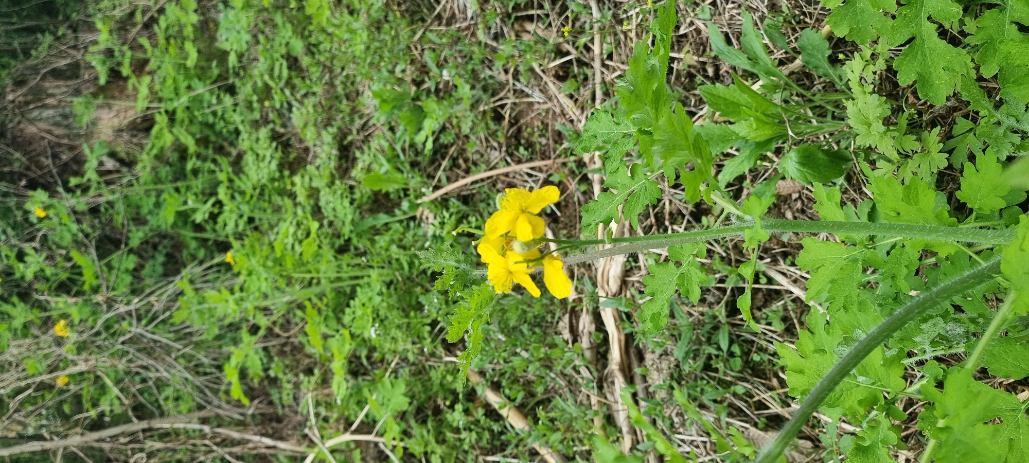 A yellow flowering plant grows amidst other green plants and dry twigs. The location is assumed to be Dunnae-myeon, South Korea. No people or other subjects are present.