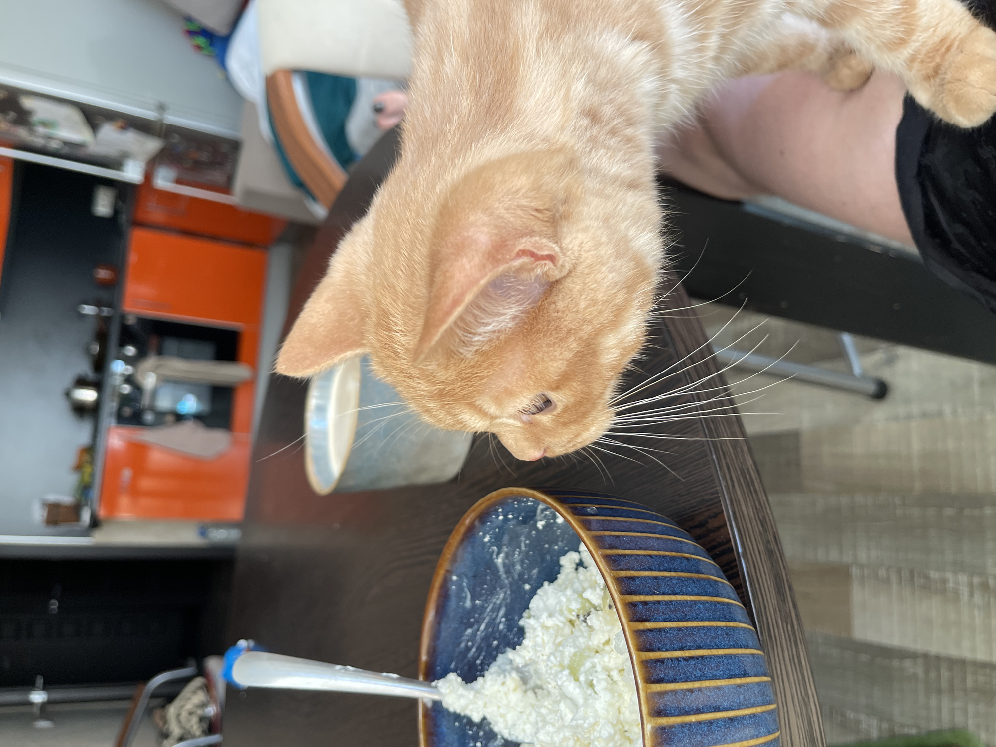 An orange tabby cat is shown in close-up, with its head and torso filling the right side of the frame. The cat is facing left, with its nose close to a blue and yellow striped bowl of cottage cheese. A spoon is partially submerged in the cottage cheese. In the background, a kitchen with orange cabinets is visible. The scene appears to be an indoor setting in a home in the city of Kommunarka, Russia. The cat's whiskers are long and prominent, and its eyes are partially closed.