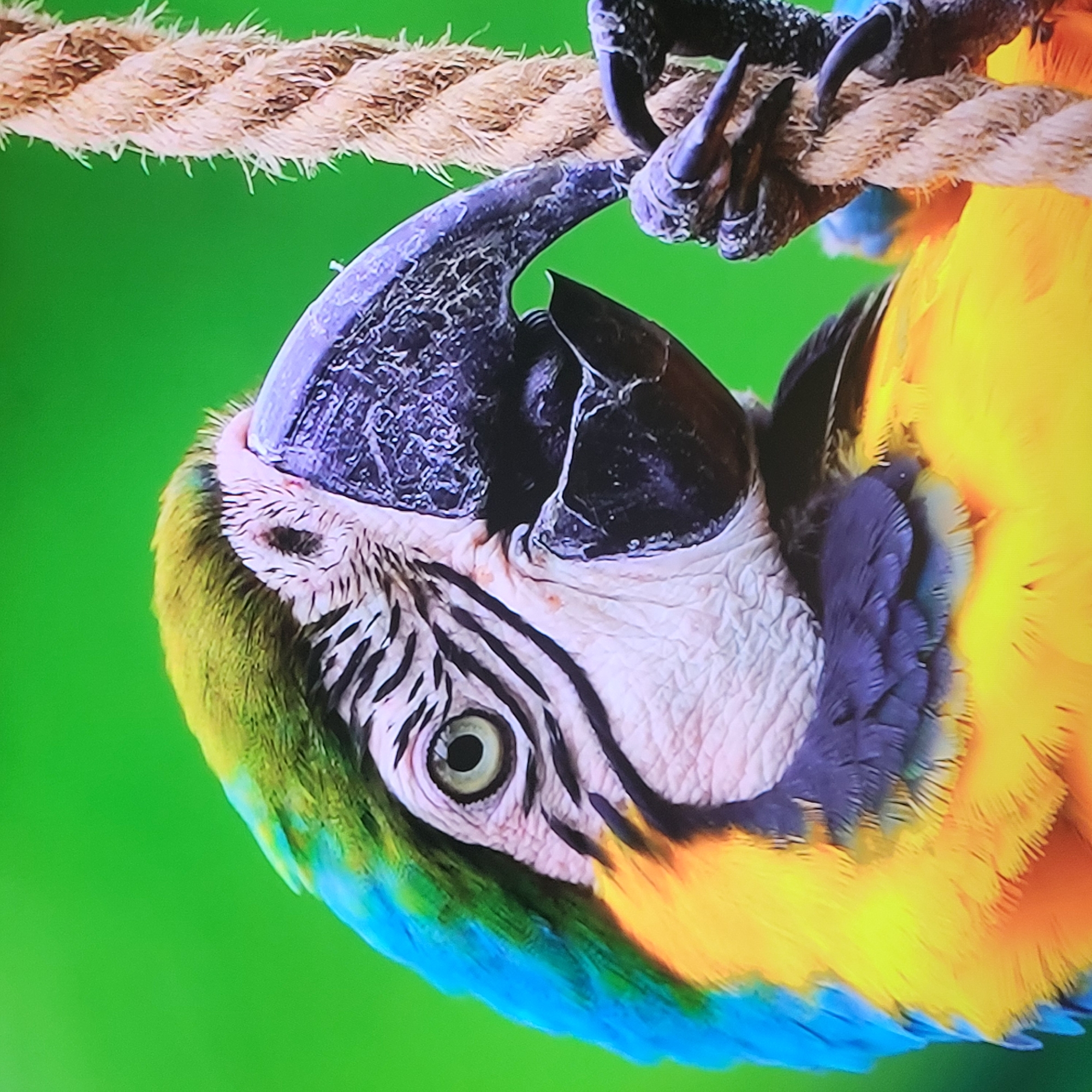 The image is a close-up of a colorful macaw parrot hanging upside down from a rope. The parrot has vibrant blue, yellow, and green feathers. It is gripping the rope with its claws and beak. The background is a solid green color. There is no indication in the image that it is taken in Yerevan, Armenia or any other specific location.