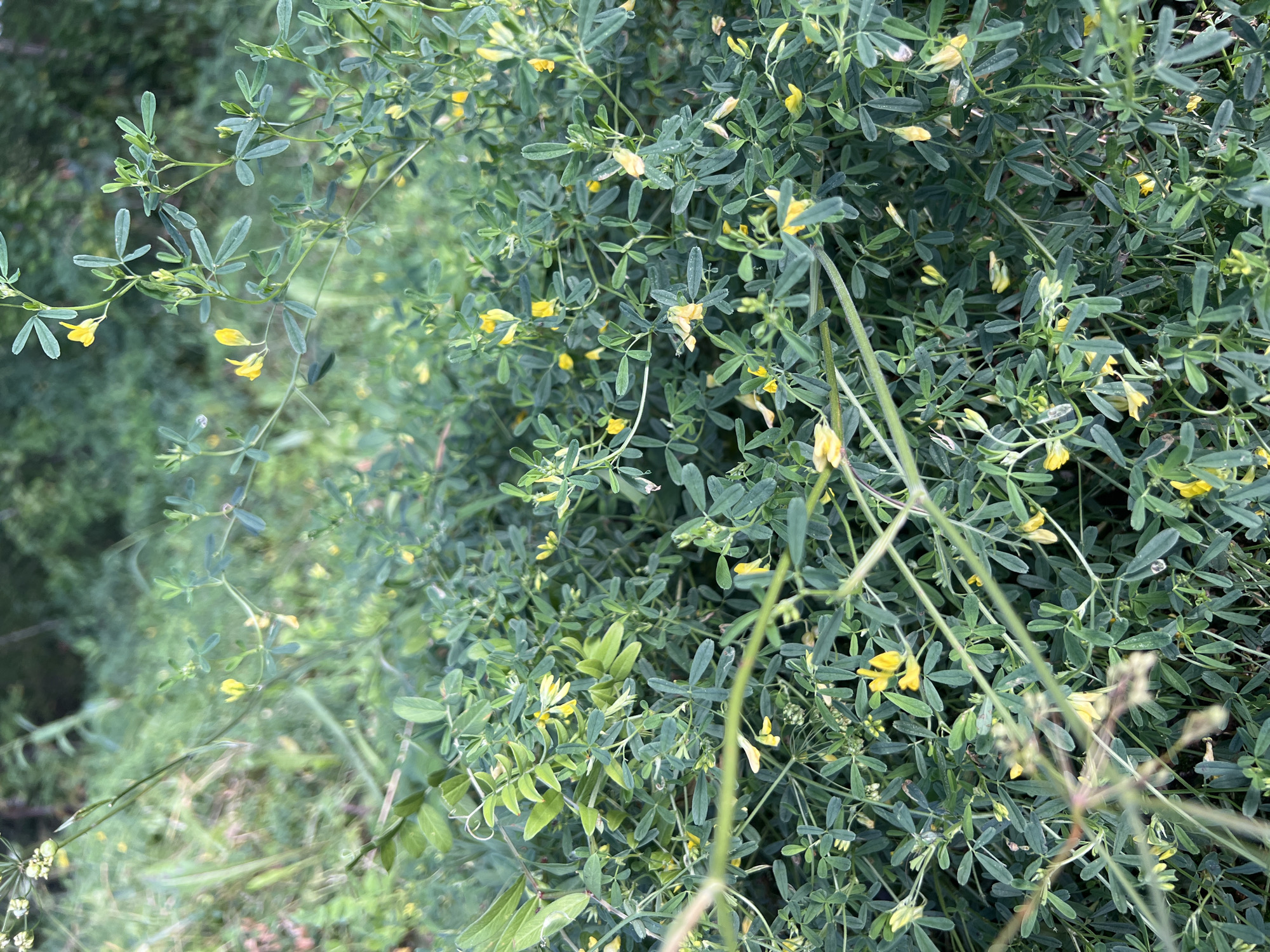 The image is a close-up, eye-level shot of a dense patch of green foliage with small yellow flowers. The plants have small, compound leaves, and the yellow flowers appear to be pea-like in shape. The background is blurred, suggesting a natural outdoor environment, possibly a field or a wooded area. There are no people or man-made objects visible in the image. The lighting is natural, and the overall impression is one of lush vegetation. The location in the city of Krasnoyarsk, Russia, is not discernible from the visual information alone.