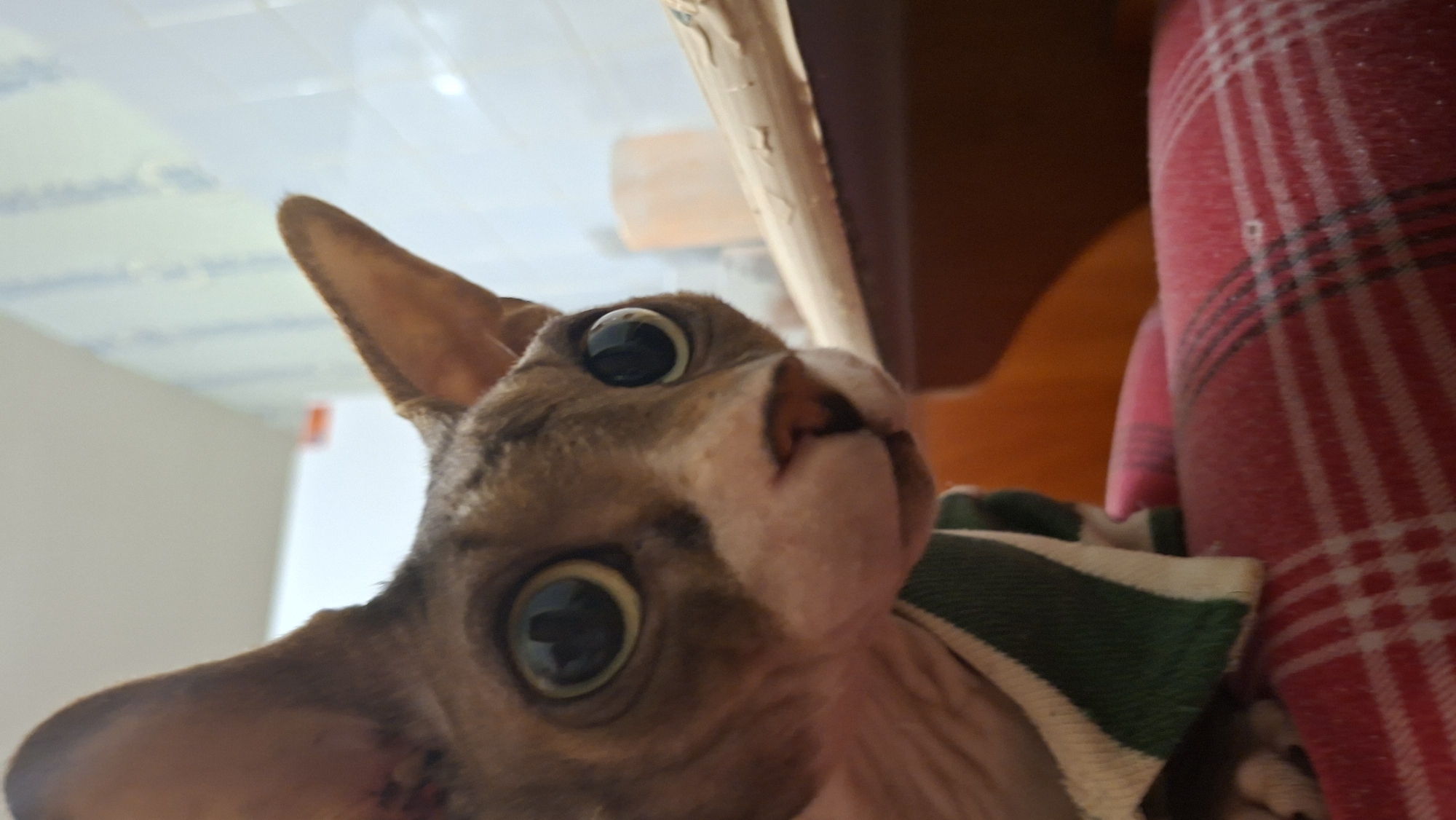 A close-up shot of a hairless cat (likely a Sphynx) with wide, dilated eyes looking directly at the camera. The cat's head is positioned in the lower left of the frame. A wooden ledge or frame is visible in the upper portion of the image. Part of a red and white plaid fabric is on the right side of the frame, behind the cat. A green and white striped fabric is also visible near the cat's body. The location is unspecified but possibly Забалоцкі сельскі Савет, Belarus.