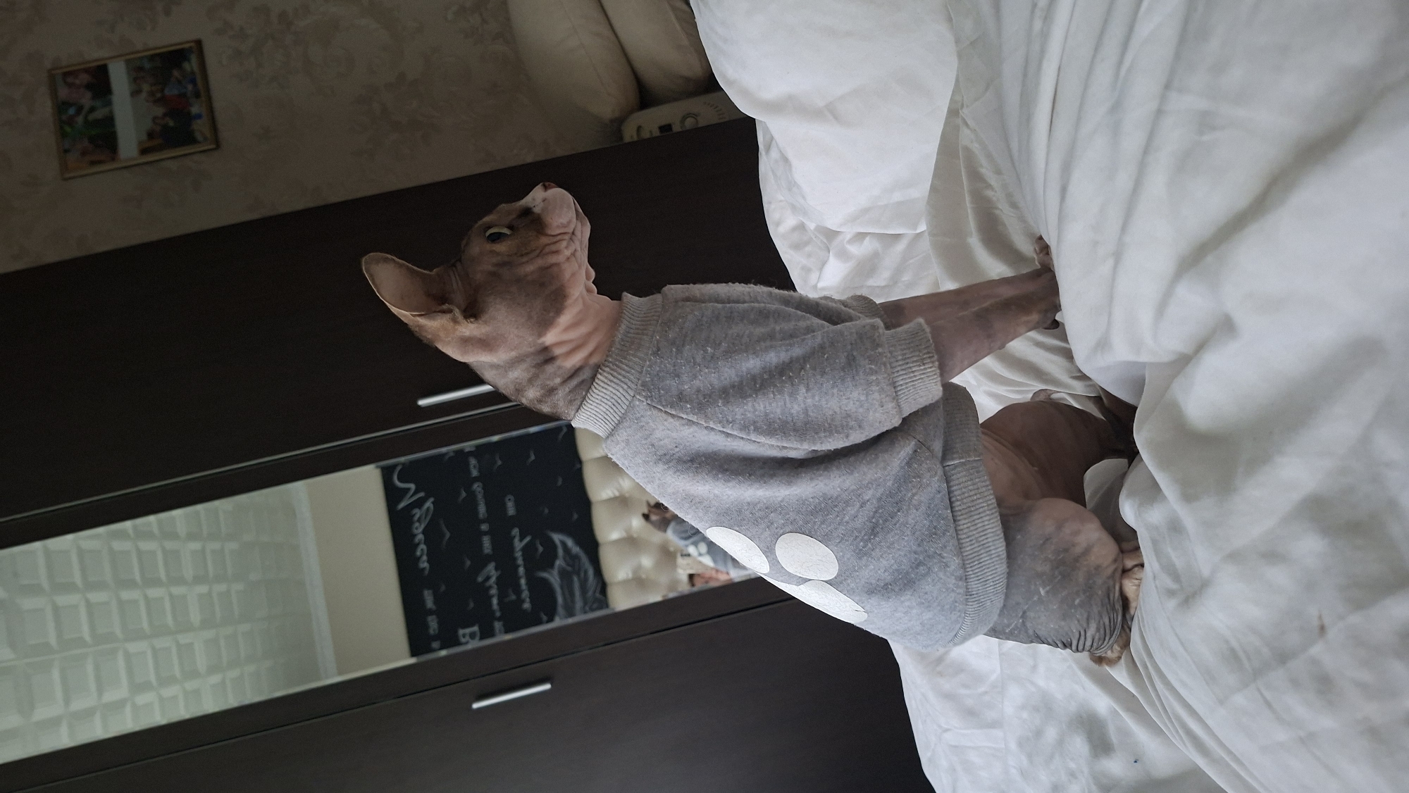 The image shows a Sphynx cat wearing a grey sweater with white paw prints sitting on a white bed. The cat is facing to the right and is looking off-camera. In the background, there is a dark closet with a mirrored door reflecting a white ceiling with a grid pattern. To the right of the closet is a patterned wallpaper and a stack of white pillows. A framed picture with multiple photos is hanging on the wallpaper. The scene appears to be indoors, possibly in a bedroom, in the city of Myadzyel, Belarus.