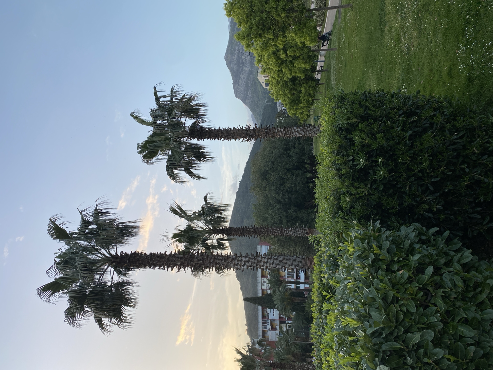 The image captures a scene in Budva, Montenegro, featuring three palm trees against a backdrop of a mountain and a building complex. The leftmost palm tree is the most prominent, with a visible trunk and canopy. To the right, the other two palm trees are positioned closer to each other, with one slightly taller. Lush green bushes occupy the right foreground, partially obscuring the lower parts of the palm trees. A building complex is visible between the second and third palm trees, with white facades and tiled roofs. In the background, a mountain rises, its slopes covered with greenery. The sky is a pale blue, suggesting either early morning or late afternoon. The photograph is taken at a slightly oblique angle, with the horizon tilted towards the right. A park with green grass, trees, and benches is visible in the distance near the mountain. Two figures sit on one of the benches.