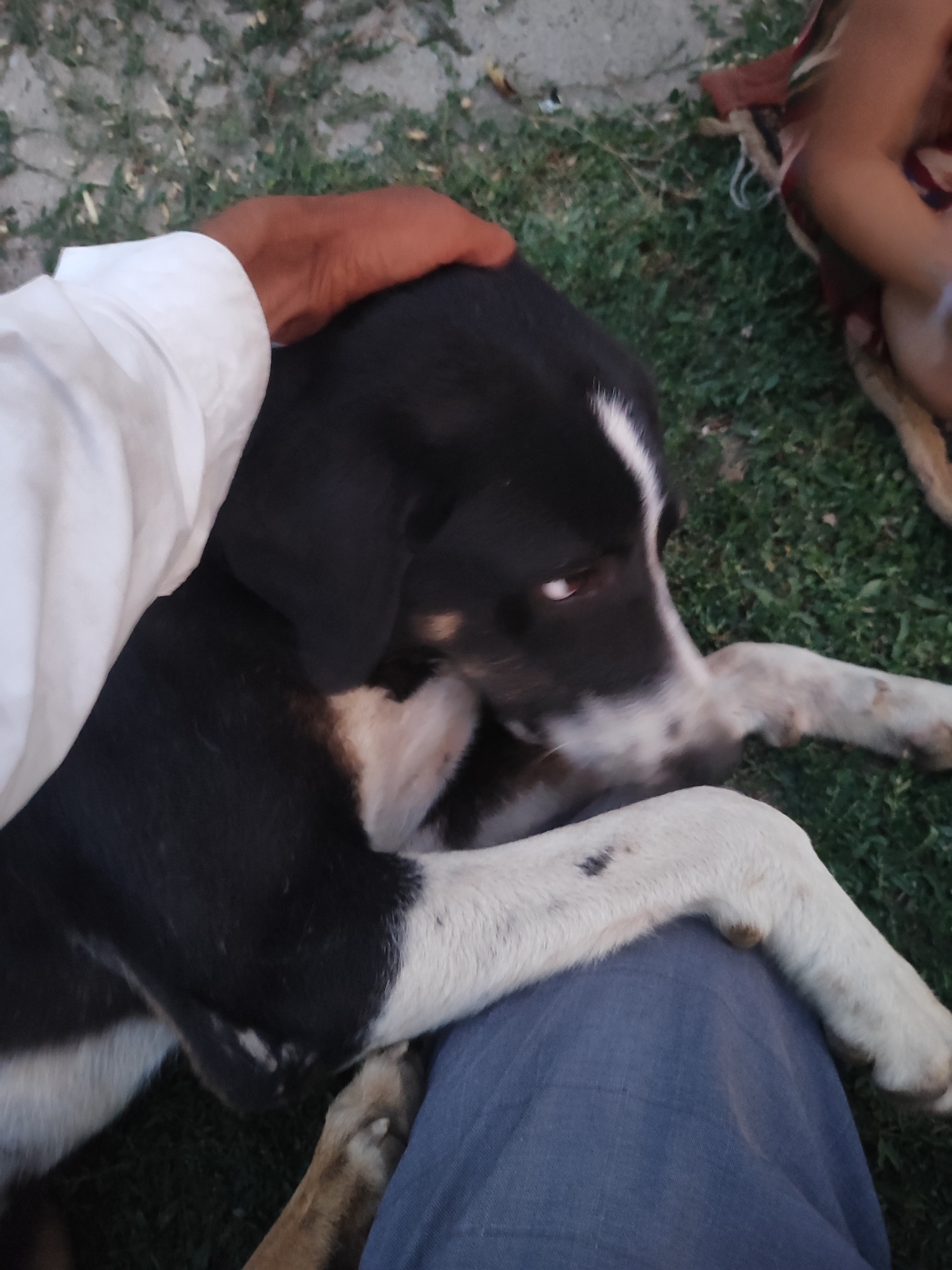 A medium shot image captures a domestic dog interacting with a person's leg outdoors, likely in Sultonobod, Tajikistan. The dog, predominantly black with white markings, rests its body on the person's lap, which is covered by blue denim trousers. One of the dog's front legs extends across the person's thigh. A human hand, with visible brown skin, is seen resting on the dog's back, and another person's torso, wearing patterned clothing, is partially visible in the background. The scene is set on a grassy area, with a scattering of small stones and dried plant material on the ground. The lighting suggests it is daytime.