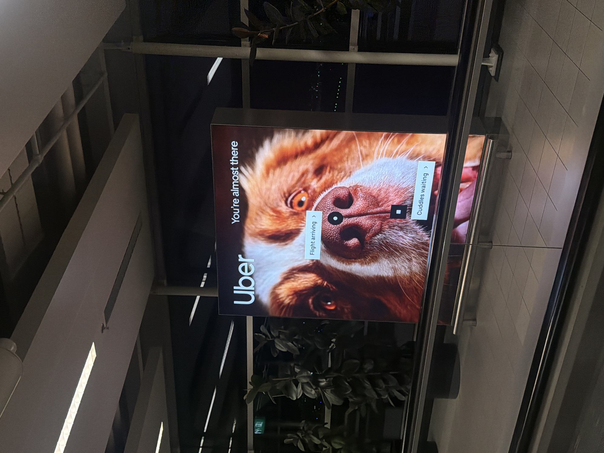 This is an indoor photograph taken at Schiphol Airport in the Netherlands, depicting a large, illuminated digital billboard advertising Uber. The advertisement features a close-up of a dog's face with reddish-brown and white fur, bright orange eyes, and a dark nose. The Uber logo is positioned in the upper left corner, and the phrase "You're almost there" is in the upper right. Interactive overlay elements on the screen include a black circular marker above the dog's nose with the text "Flight arriving >" and a black square marker below the dog's nose with the text "Cuddles waiting >".
The billboard stands on a light grey tiled floor with dark grout lines, visible in the lower right. A modern metal and glass railing system extends across the foreground. In the background, large windows reveal a dark outdoor environment with rows of distant green lights, characteristic of an airport tarmac or runway at night. Through the windows on the left, several large, dark green potted plants are visible, along with a green "N exit" sign. The ceiling above is light-colored, featuring recessed rectangular fluorescent light fixtures and exposed structural beams and pipes. A white vertical support pillar is partially visible on the right side of the advertisement. No people are present in the image.