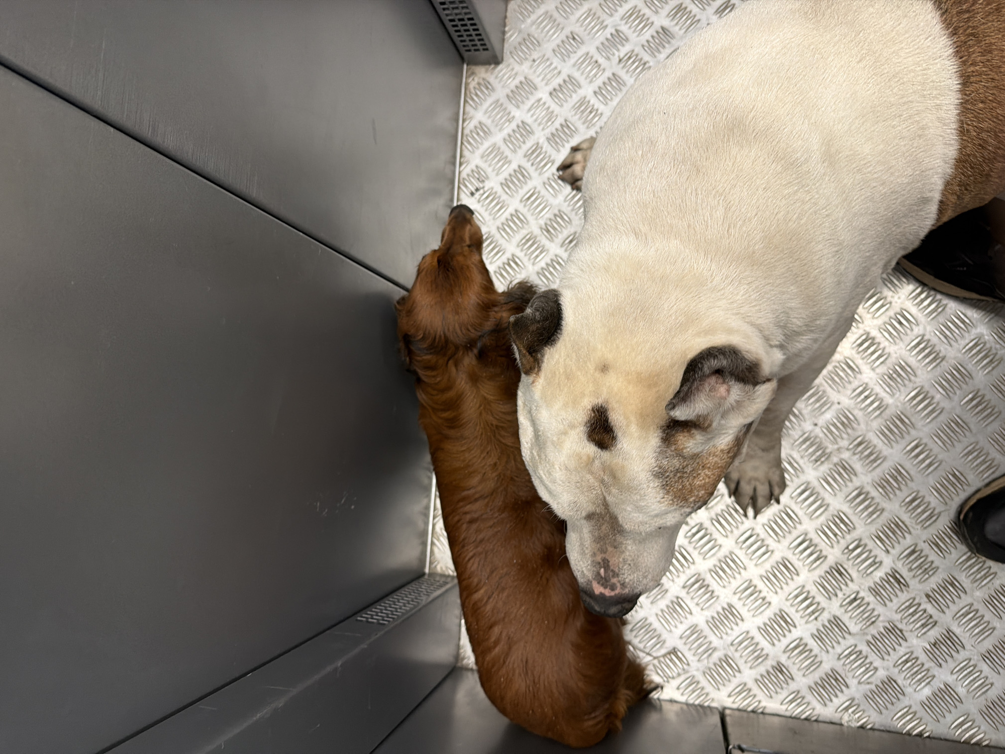 A high-angle, overhead shot depicts two dogs: a dachshund and an American bulldog, located in what seems to be the cargo area of a vehicle or trailer. The dachshund, with its short, reddish-brown fur, is situated near a dark grey wall or panel. The American bulldog is light-colored with brown patches. The floor is covered with a silver, textured metal surface. The composition emphasizes the close proximity of the two dogs, with the bulldog appearing to sniff or interact with the dachshund. Additional details include a glimpse of a dark shoe belonging to a person, located near the bulldog, suggesting someone is nearby.
