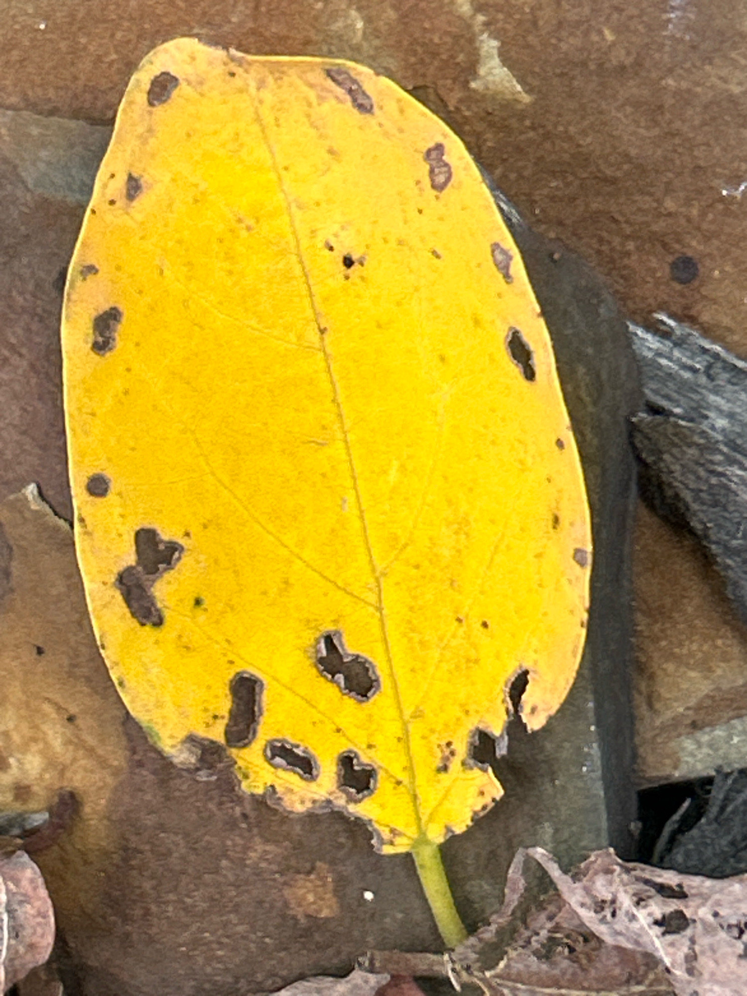 A single, yellow, autumnal leaf rests on a brown, rocky surface. The leaf is oval-shaped with a prominent central vein and several smaller veins branching off. It exhibits signs of decay, with numerous small holes and ragged edges. The surrounding environment is composed of dark, reddish-brown rocks and some dry, brown organic material, possibly other fallen leaves or debris. The lighting suggests an outdoor setting, possibly a natural area. There are no people or animals visible in the image. The image does not contain information to determine the specific location in Robinson Township, United States of America.